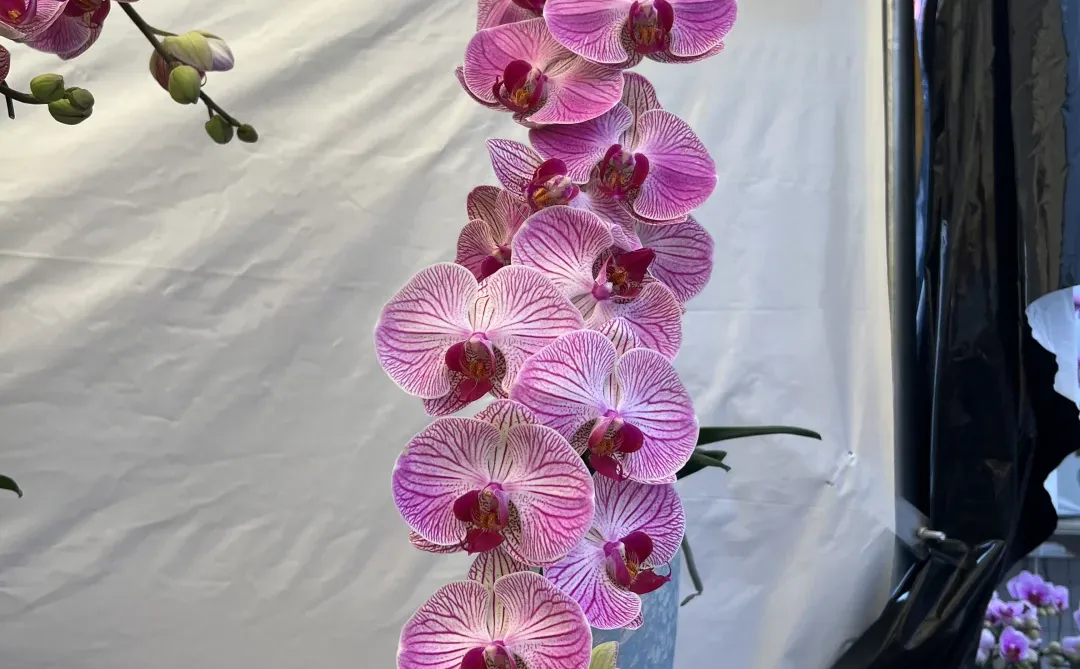 我在南宁等，等你来赏兰花！