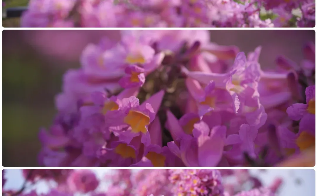 日落紫风铃花海，“紫”醉金迷的梦！