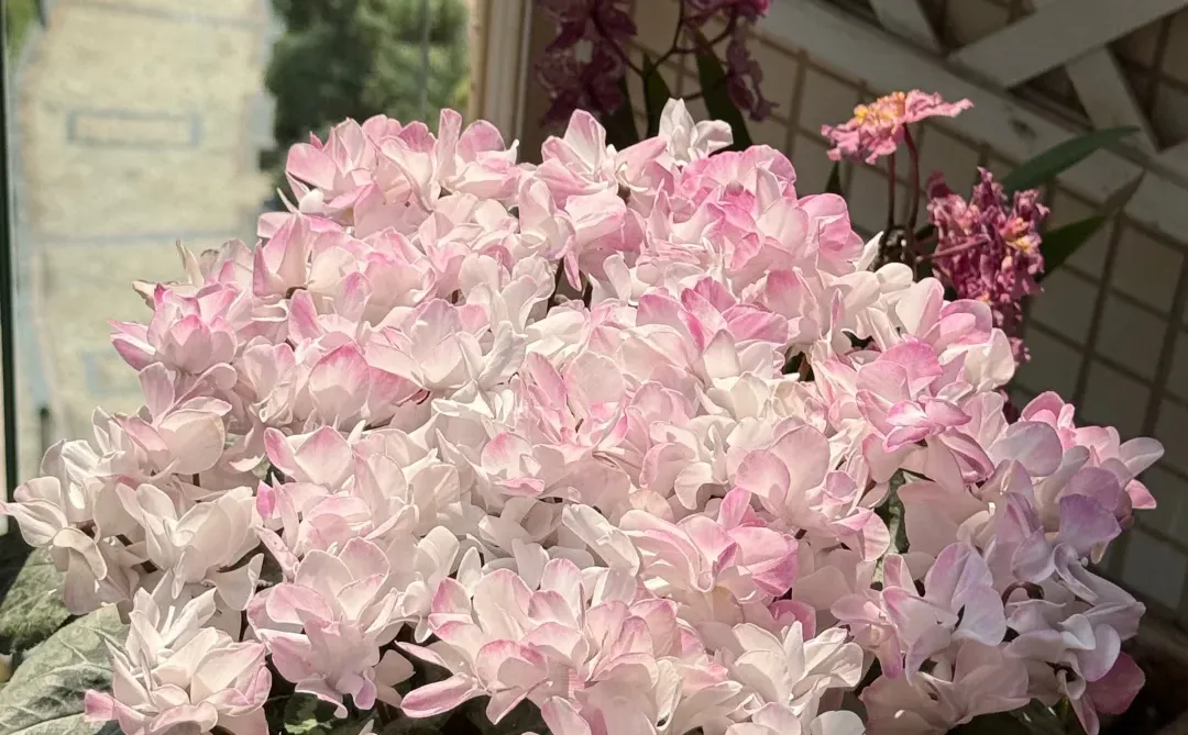 10倍花量爆发！聊一聊仙客来要如何促花