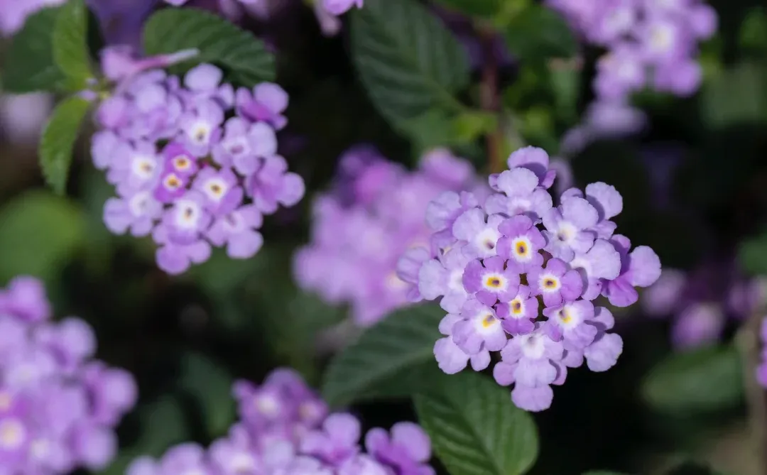 在南方，我闯入了莫奈的冬日花园💜紫色浪漫