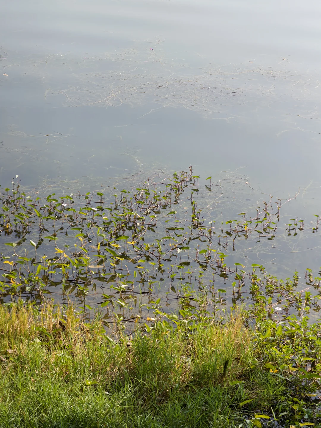 不会还有人没去过南宁这个公园吧…