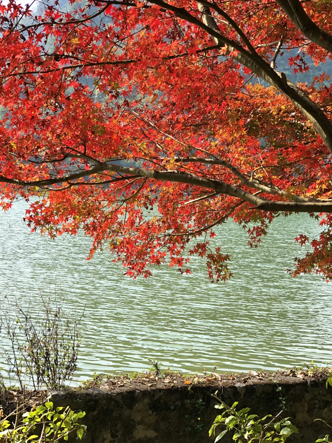 柳州｜龙潭你又美了