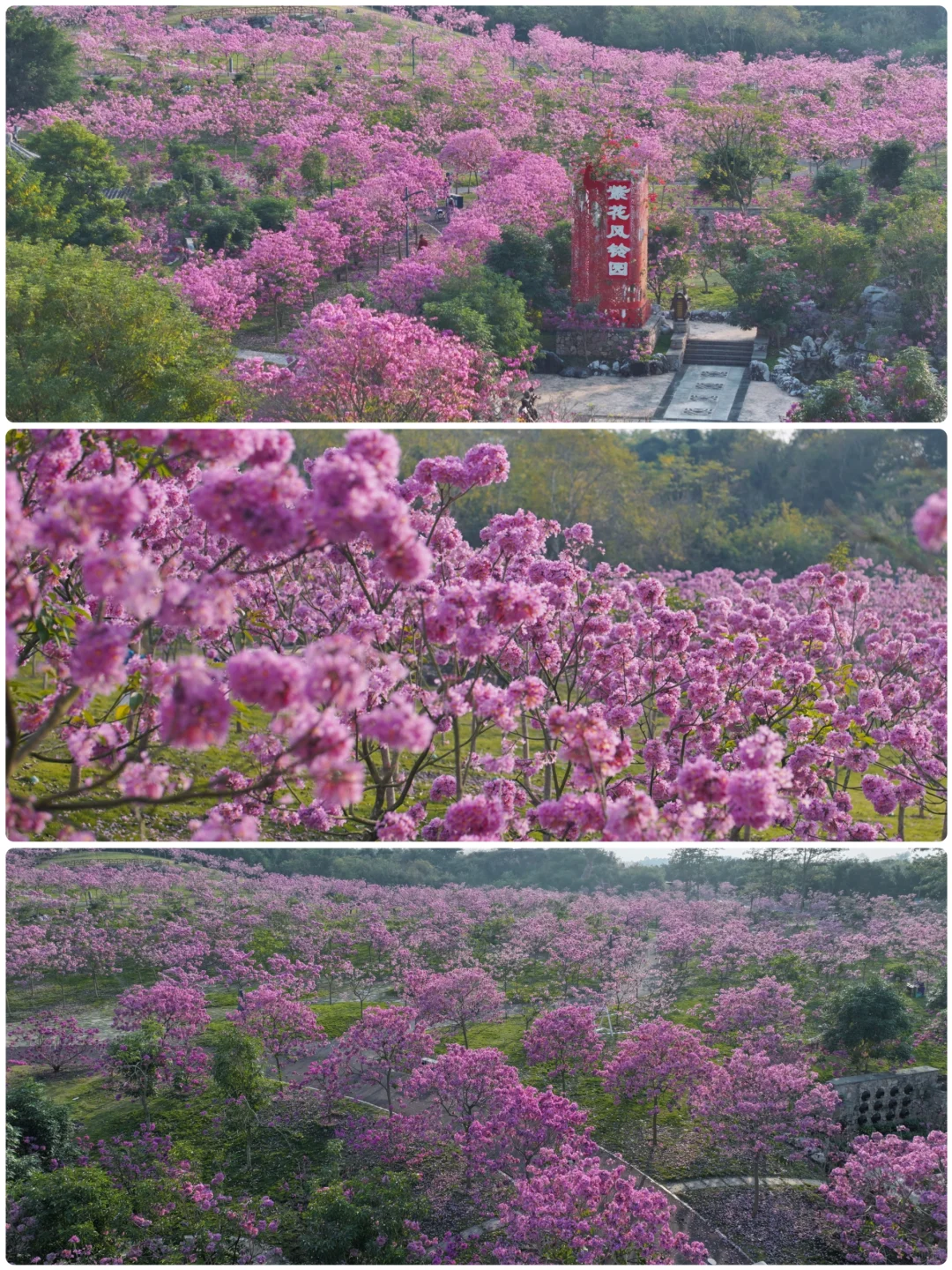 日落紫风铃花海，“紫”醉金迷的梦！