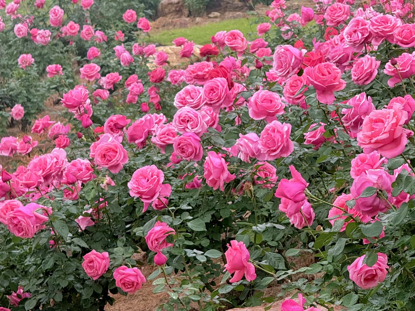 12.12青秀山实况：樱花园月季花开了绝美～