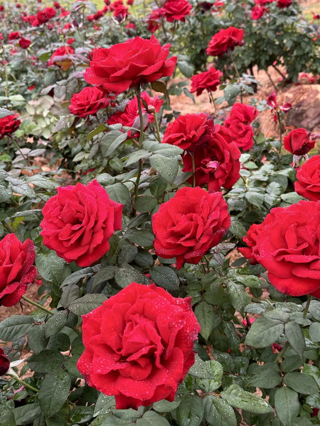 12.12青秀山实况：樱花园月季花开了绝美～