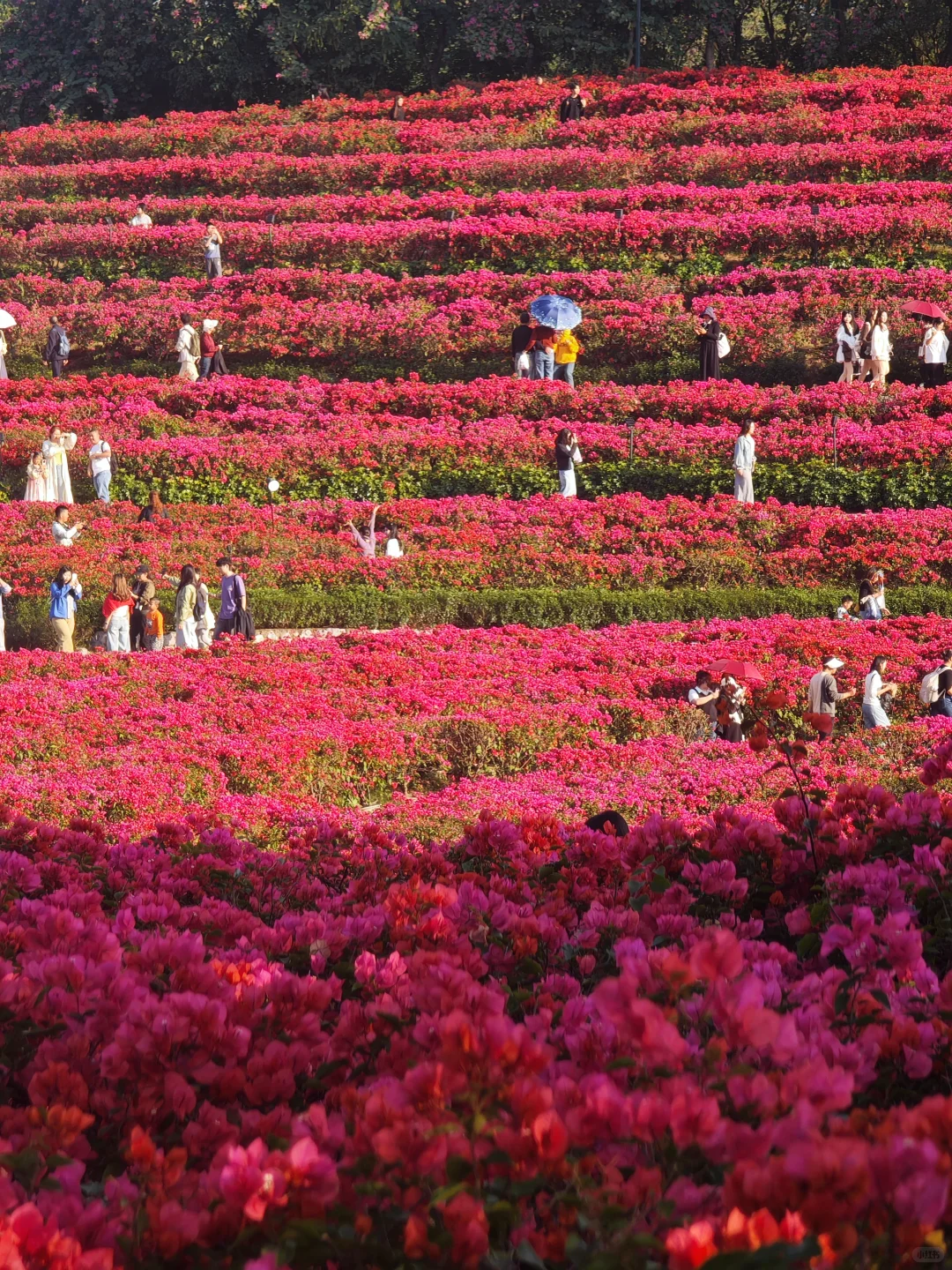 感觉一半的南宁人都去了青秀山