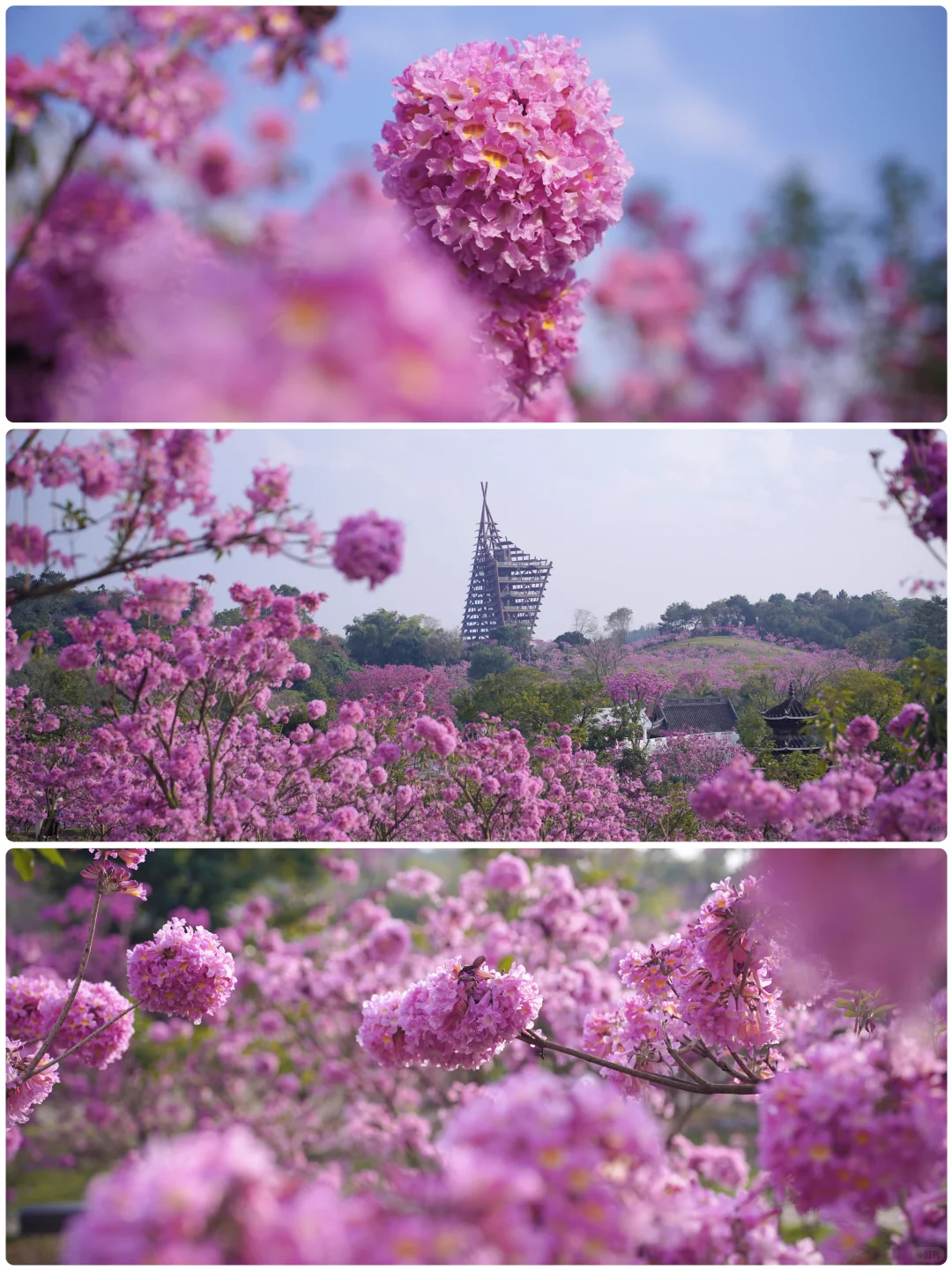 日落紫风铃花海，“紫”醉金迷的梦！
