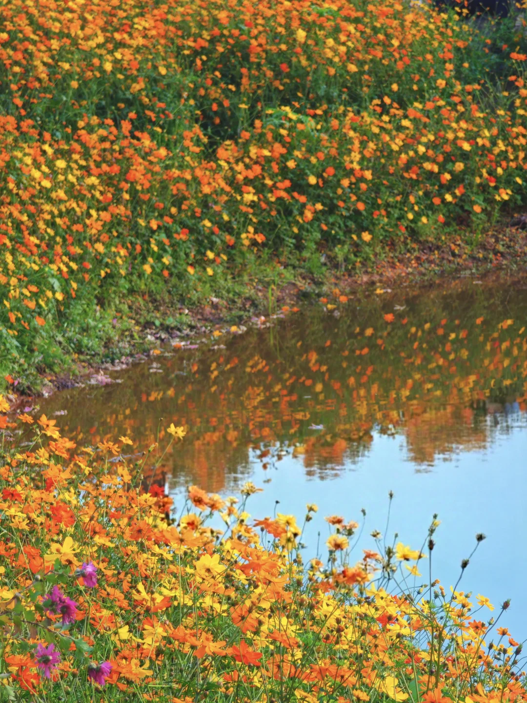 感觉一半的南宁人都去了青秀山