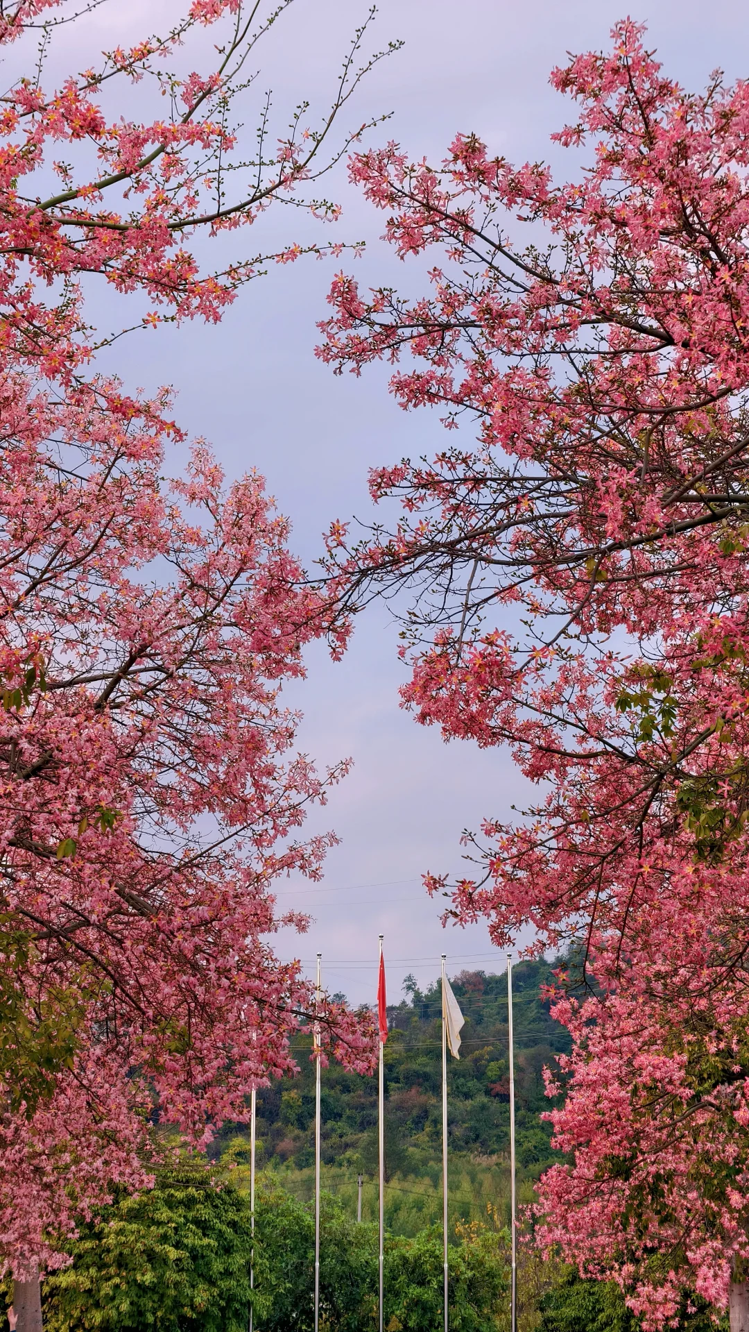 柳州的十二月是粉色的