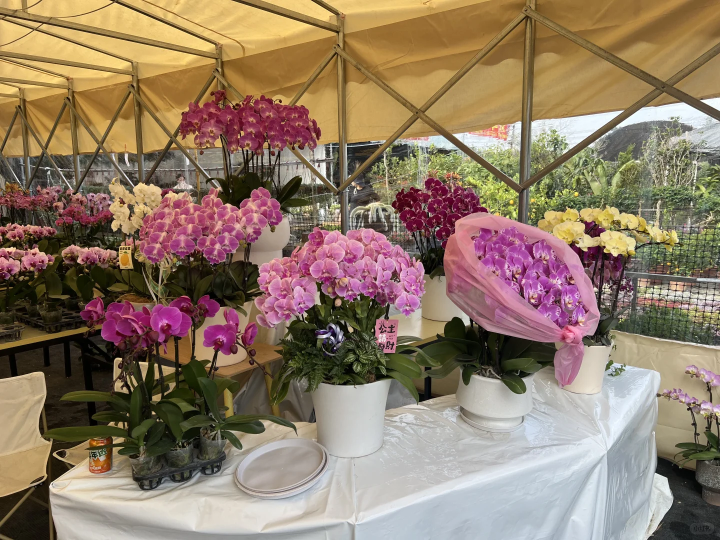 南宁蝴蝶兰、整车走