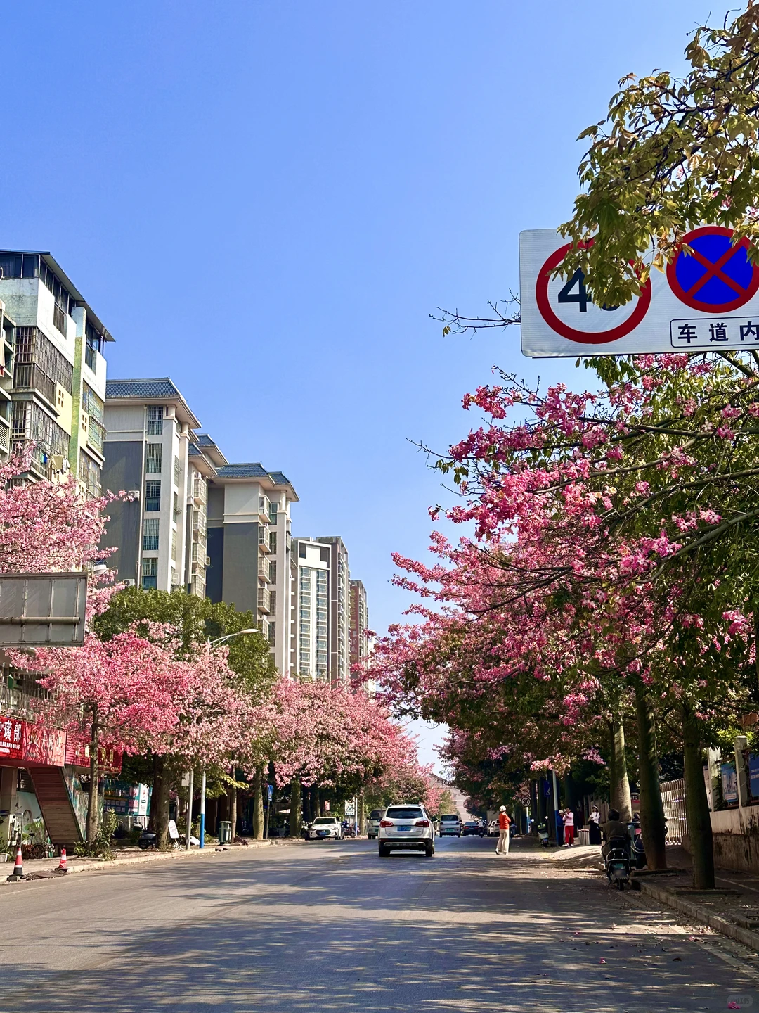 12月份的柳州。。。好美的木棉花啊🌸