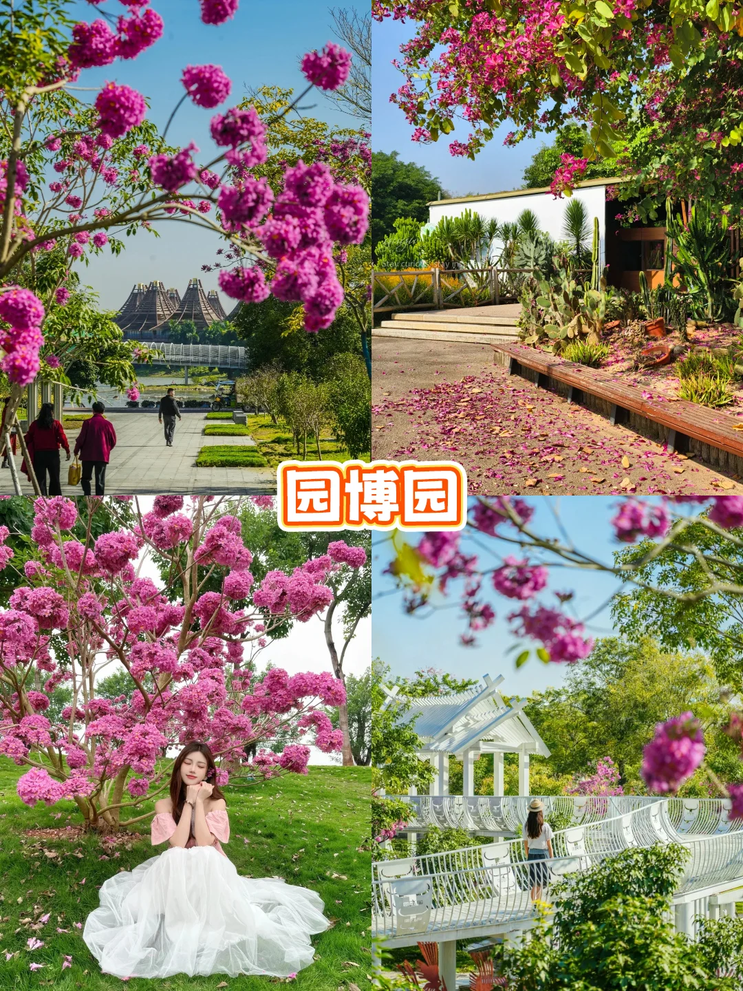 南国冬日不猫冬！打卡南宁8个神仙地～