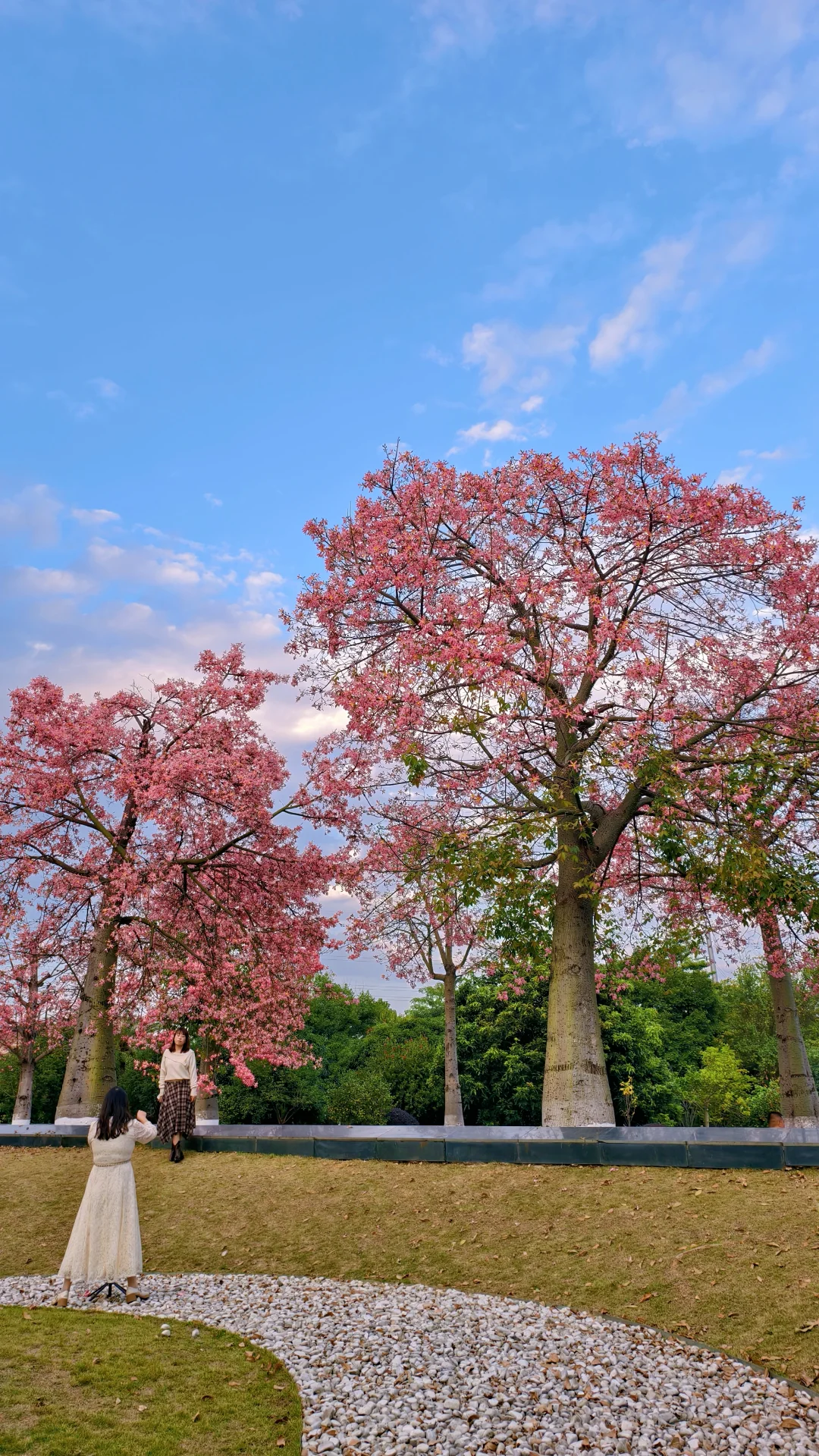 柳州的十二月是粉色的