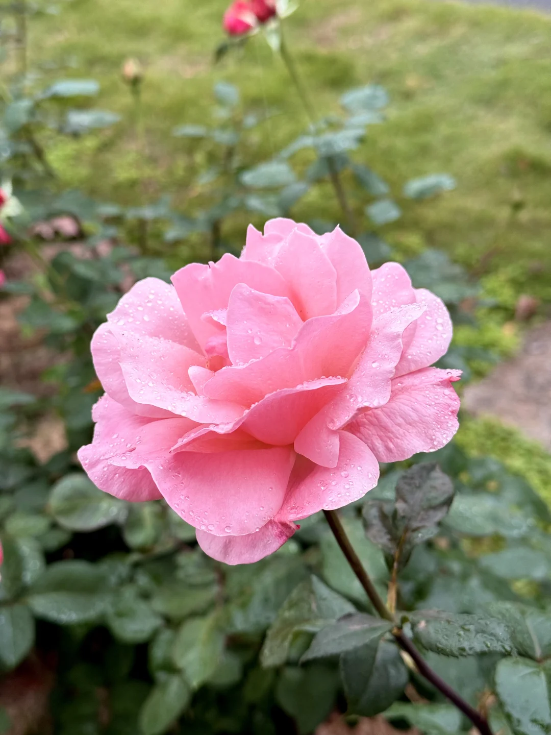 12.12青秀山实况：樱花园月季花开了绝美～