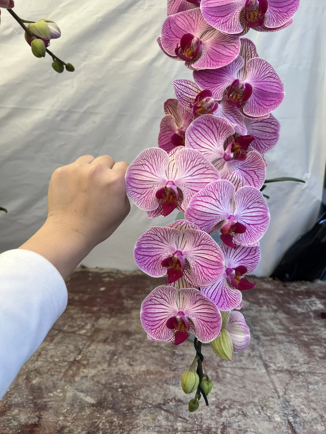 我在南宁等，等你来赏兰花！