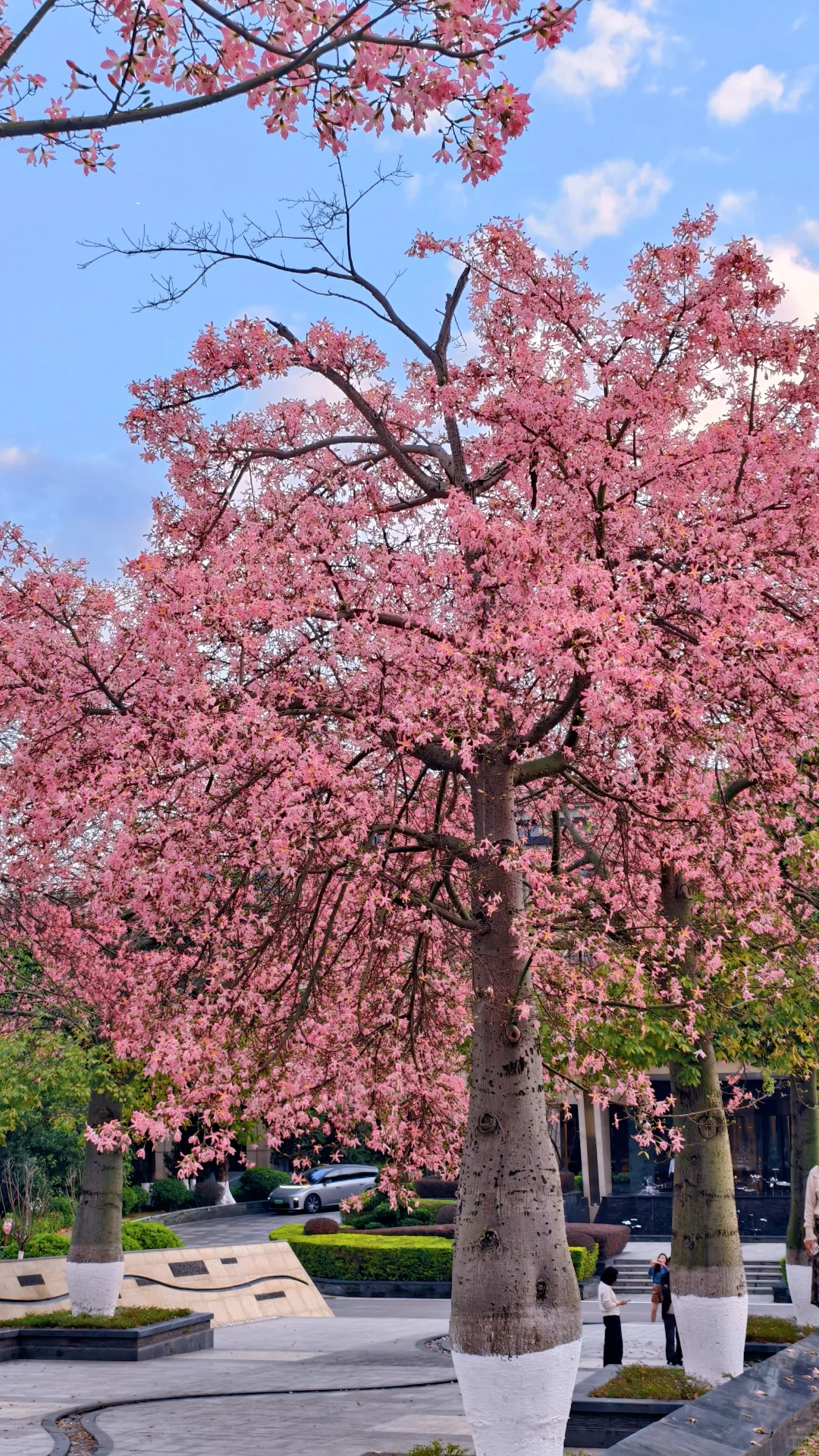 柳州的十二月是粉色的