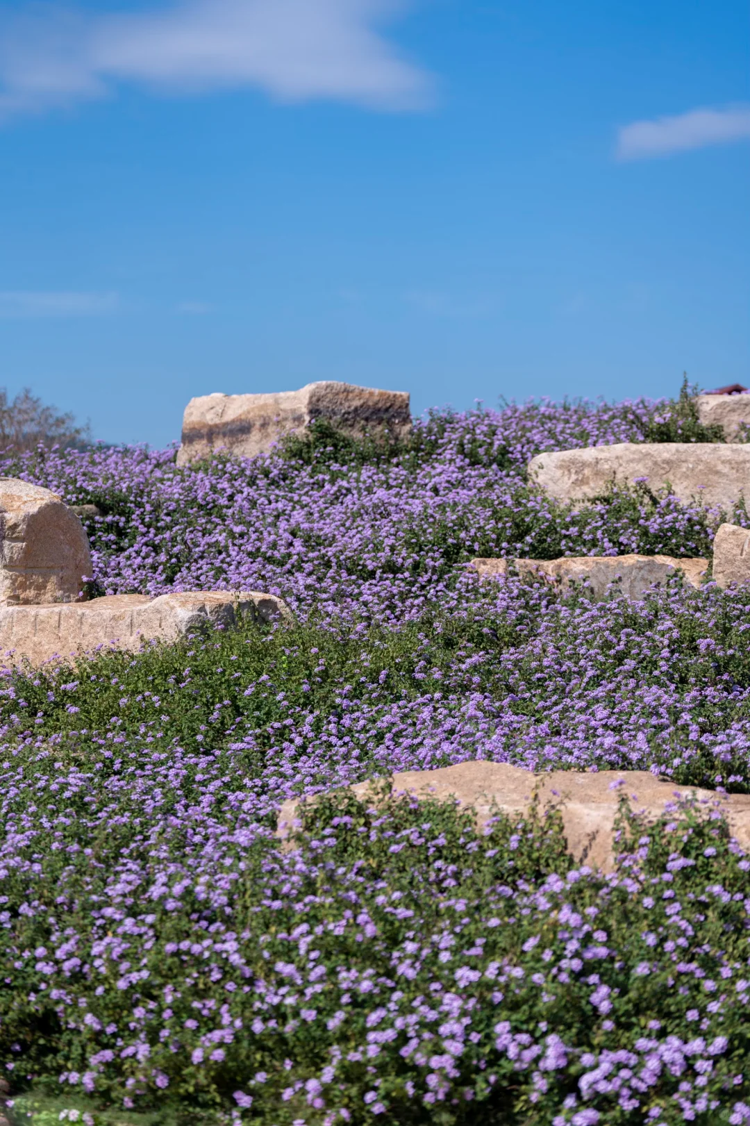 在南方，我闯入了莫奈的冬日花园💜紫色浪漫