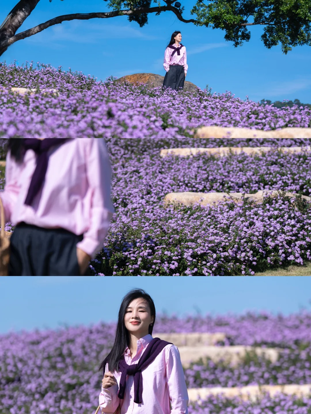 在南方，我闯入了莫奈的冬日花园💜紫色浪漫