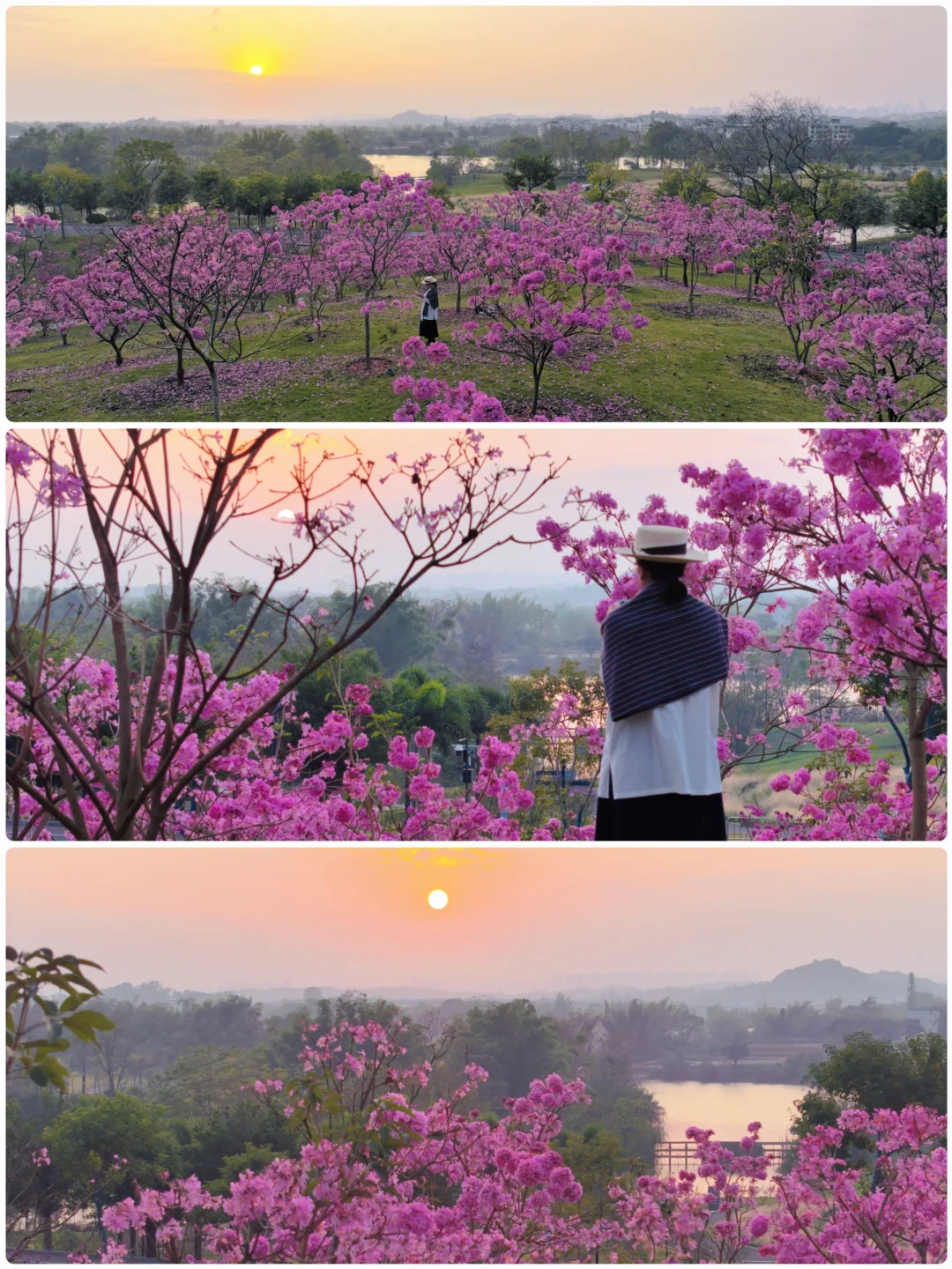 日落紫风铃花海，“紫”醉金迷的梦！