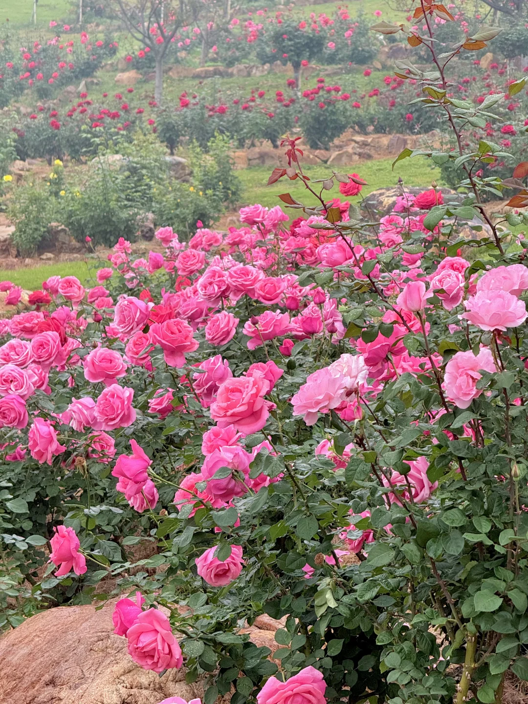 12.12青秀山实况：樱花园月季花开了绝美～