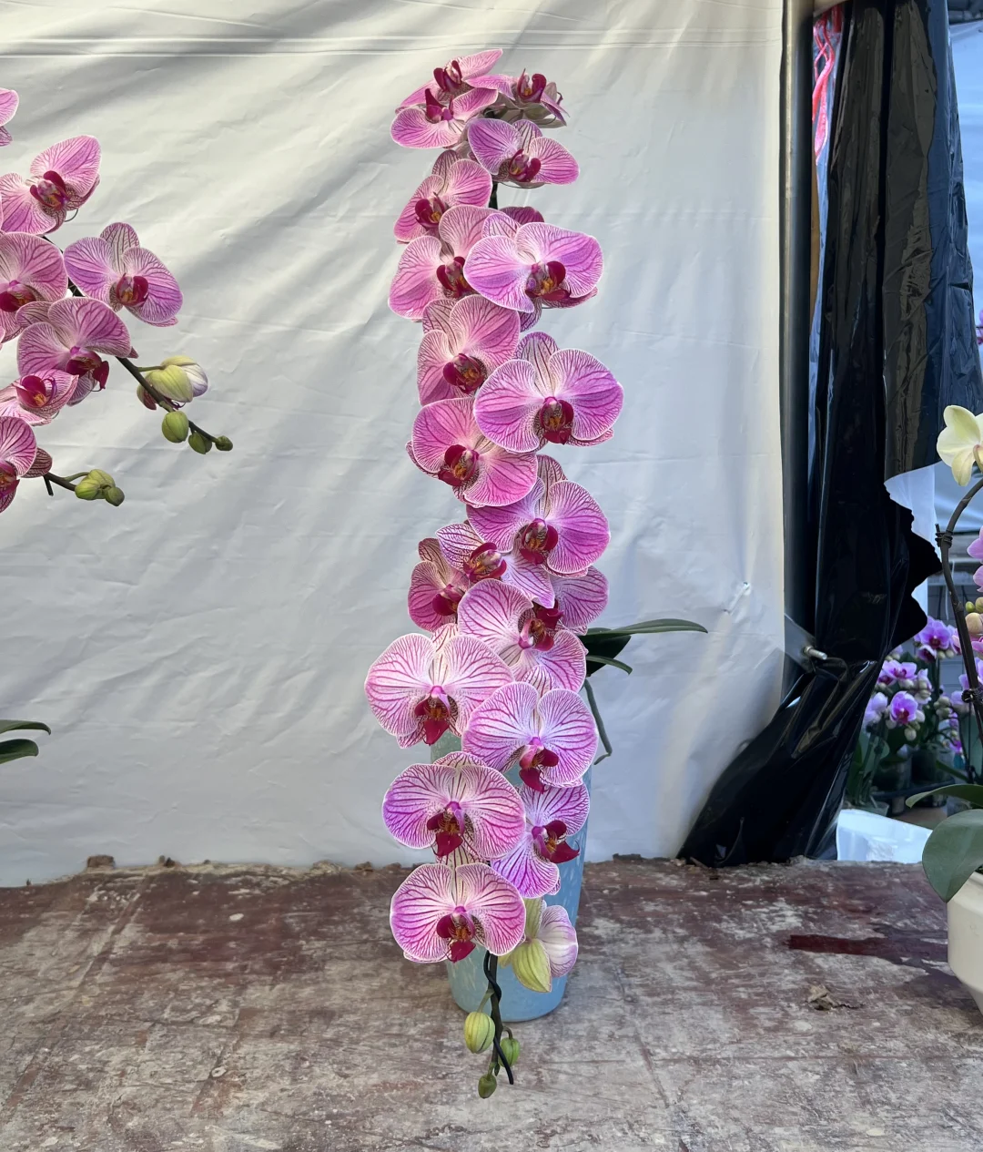 我在南宁等，等你来赏兰花！