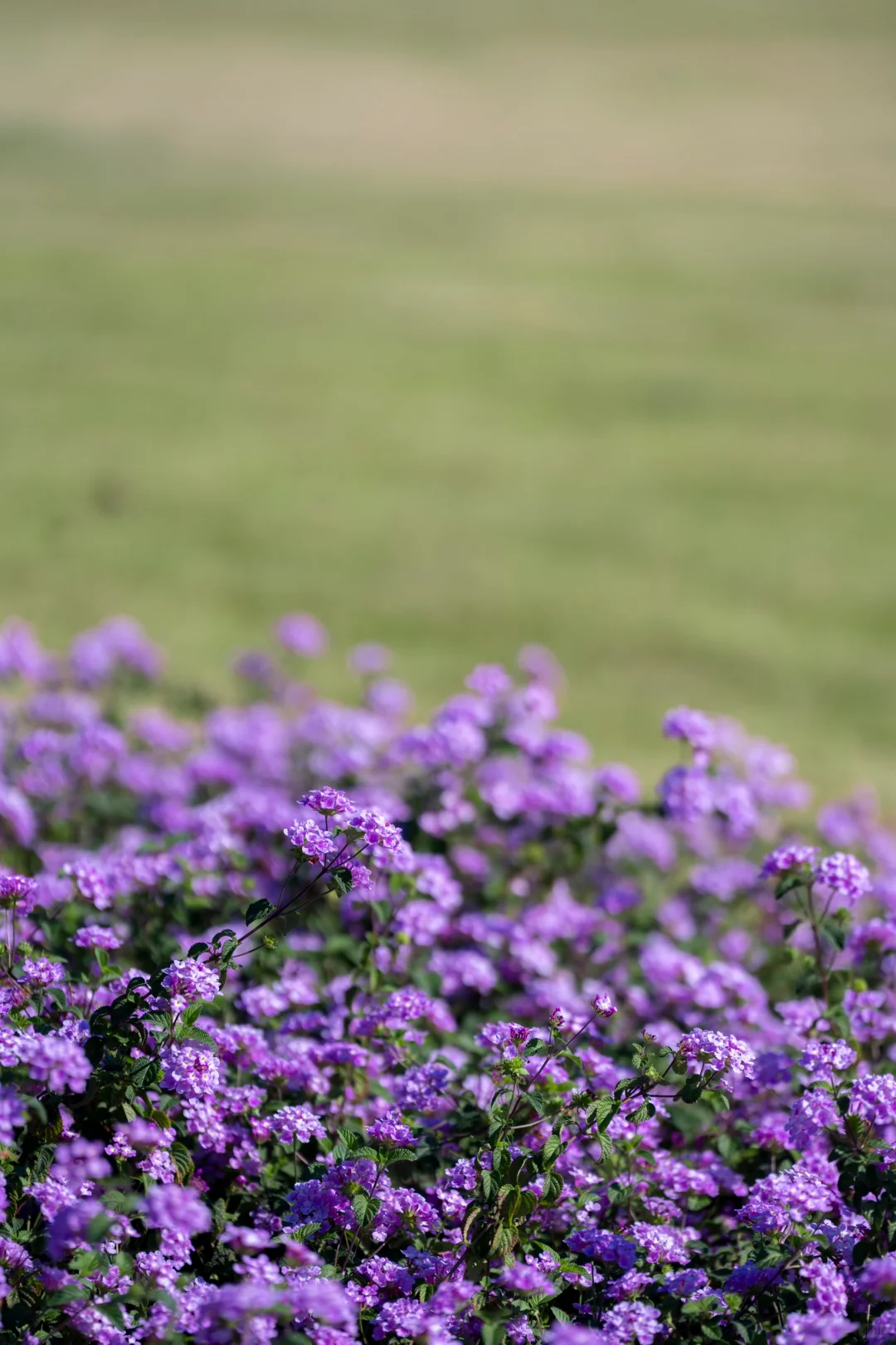 在南方，我闯入了莫奈的冬日花园💜紫色浪漫