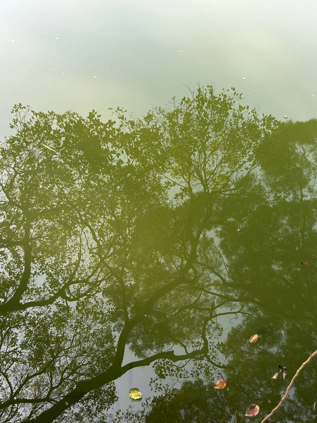 柳州｜龙潭你又美了
