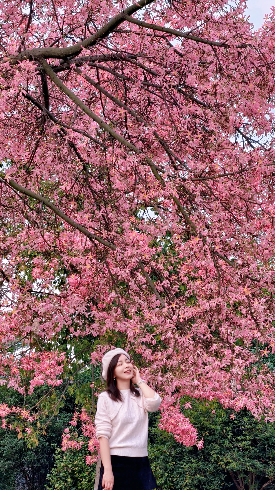 柳州的十二月是粉色的