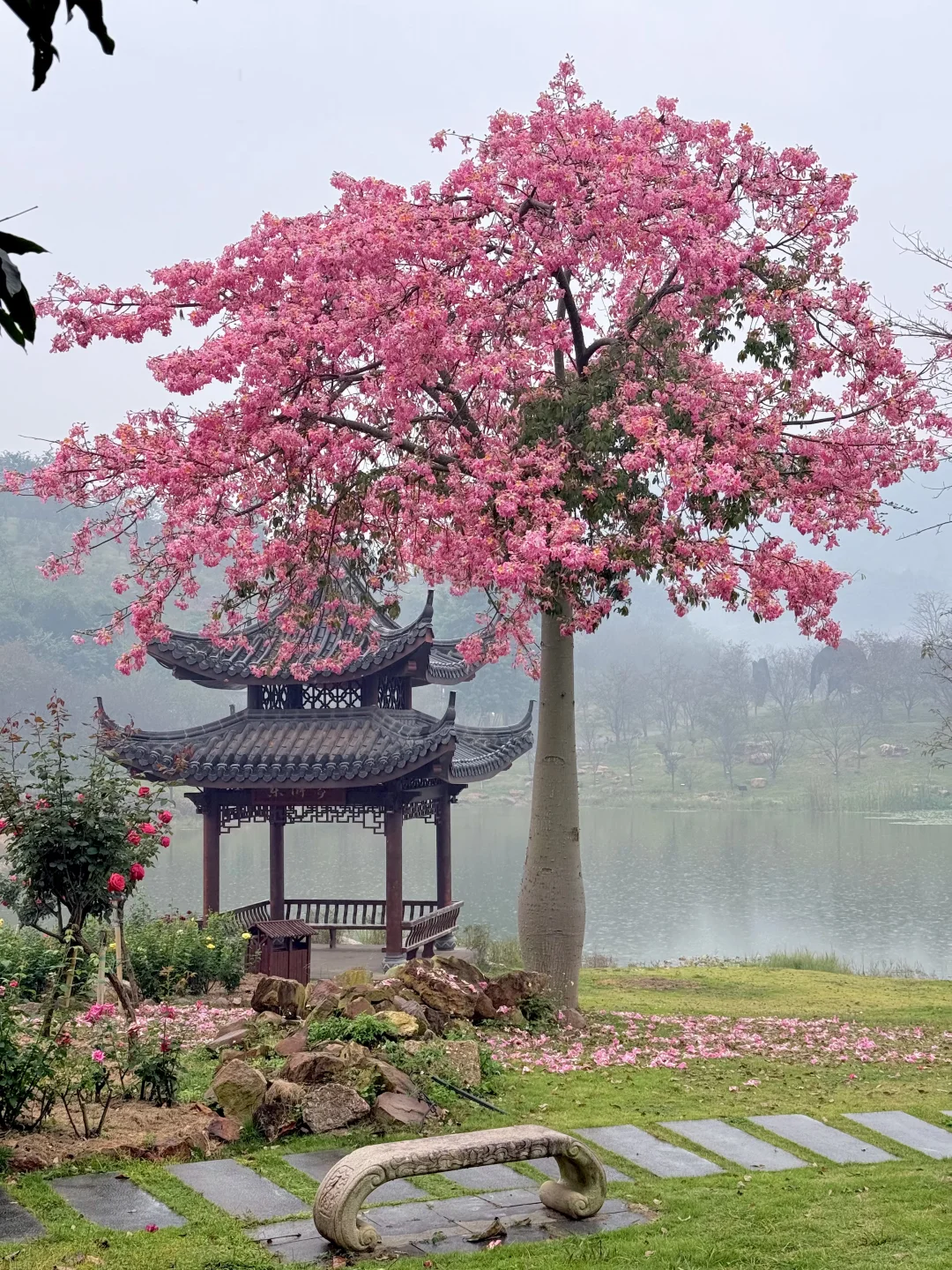 12.12青秀山实况：樱花园月季花开了绝美～