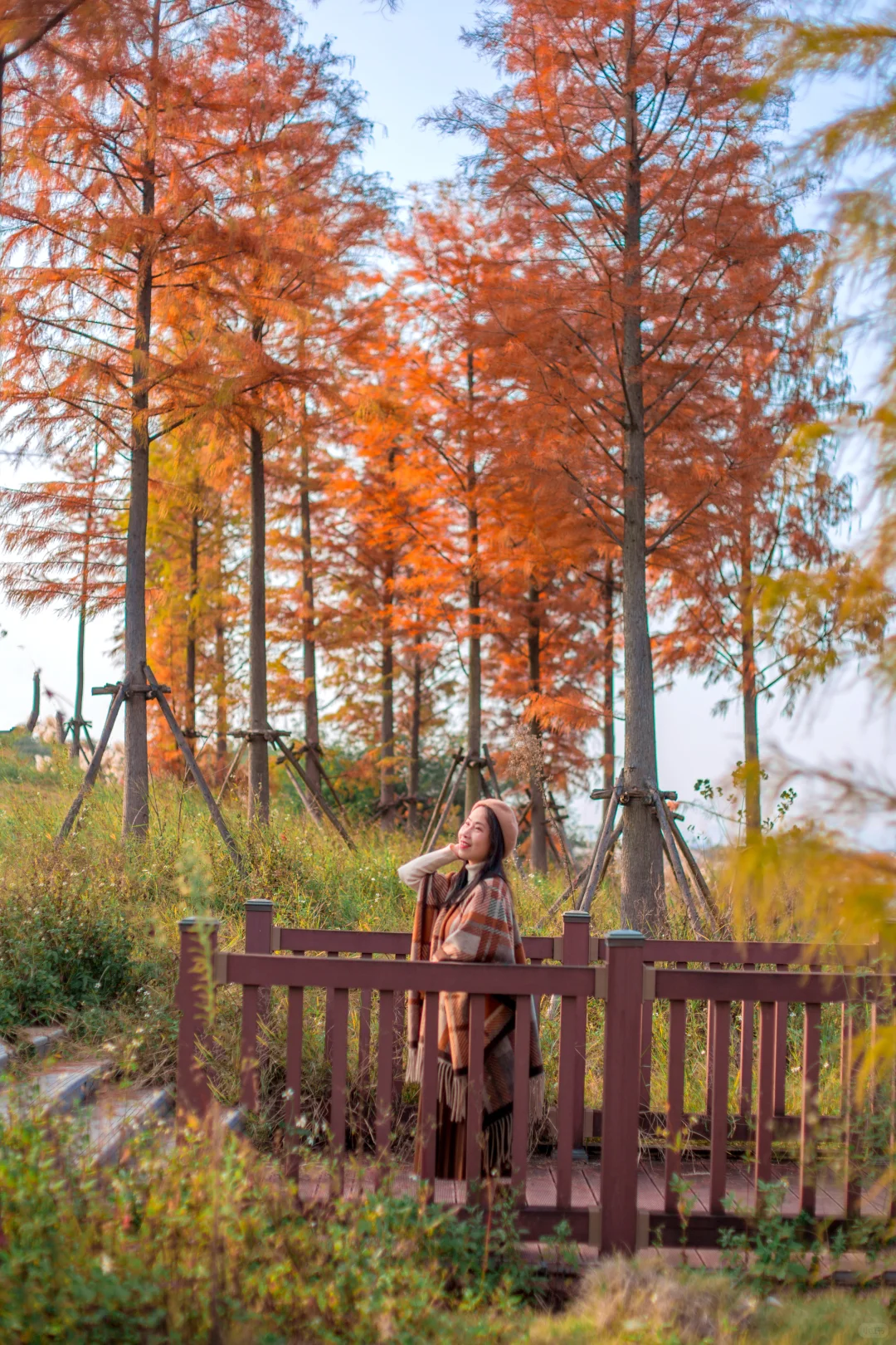 爆款机位被我“包场”了｜柳州水杉秘境