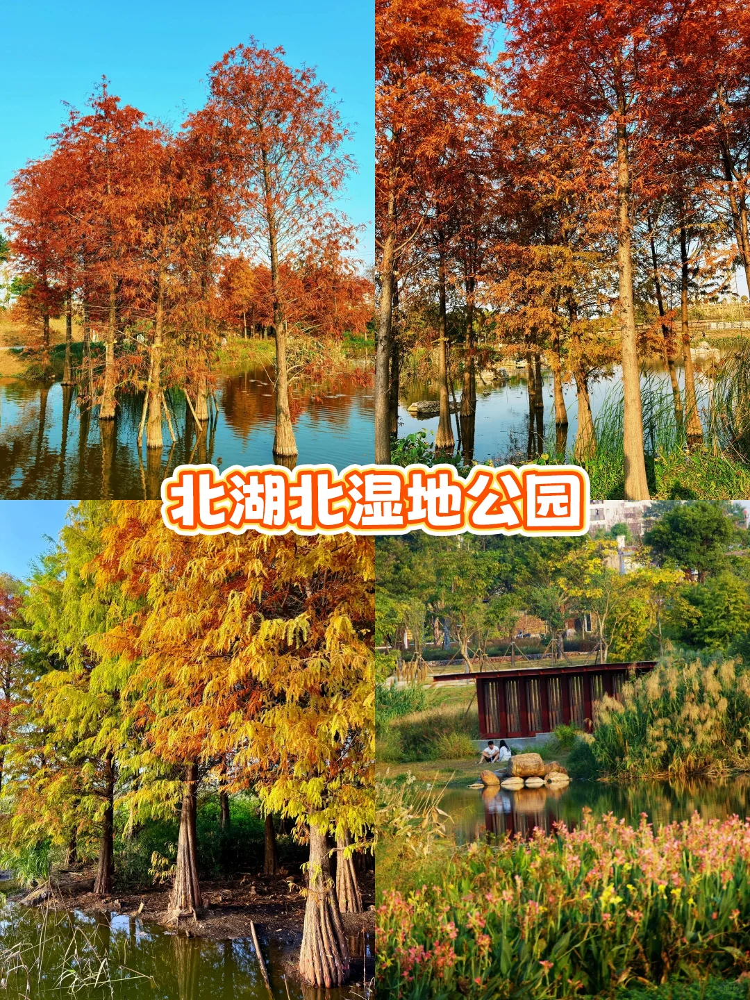 南国冬日不猫冬！打卡南宁8个神仙地～