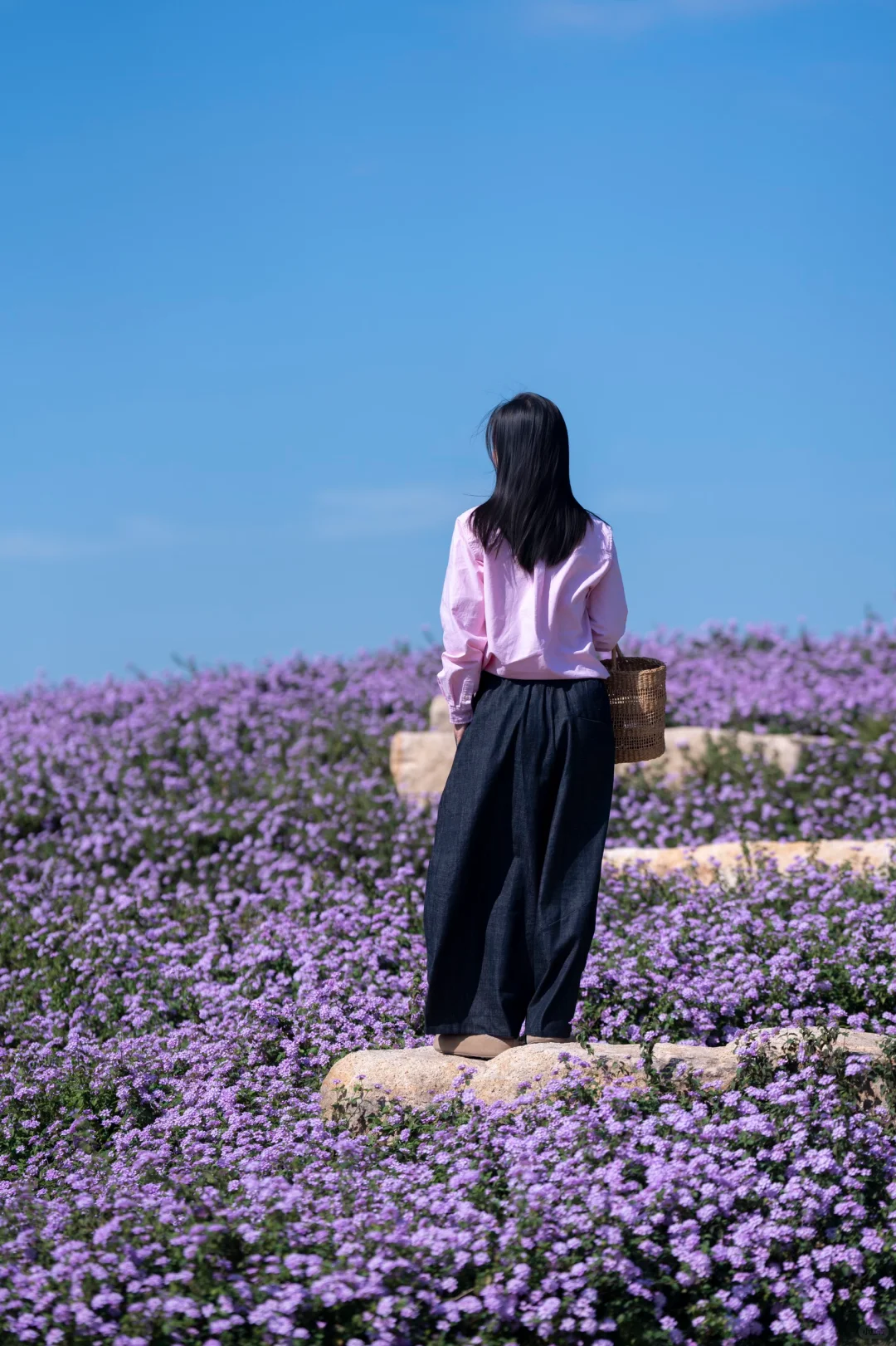 在南方，我闯入了莫奈的冬日花园💜紫色浪漫