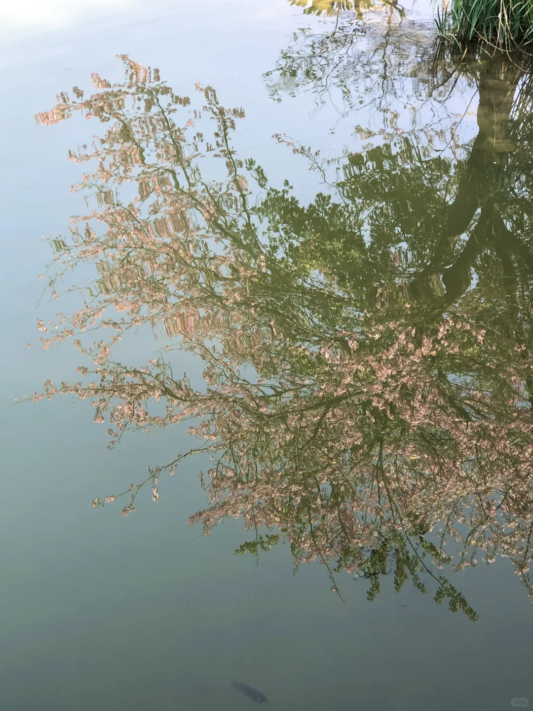 柳州｜龙潭你又美了