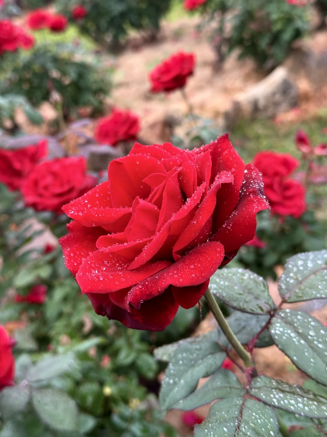 12.12青秀山实况：樱花园月季花开了绝美～