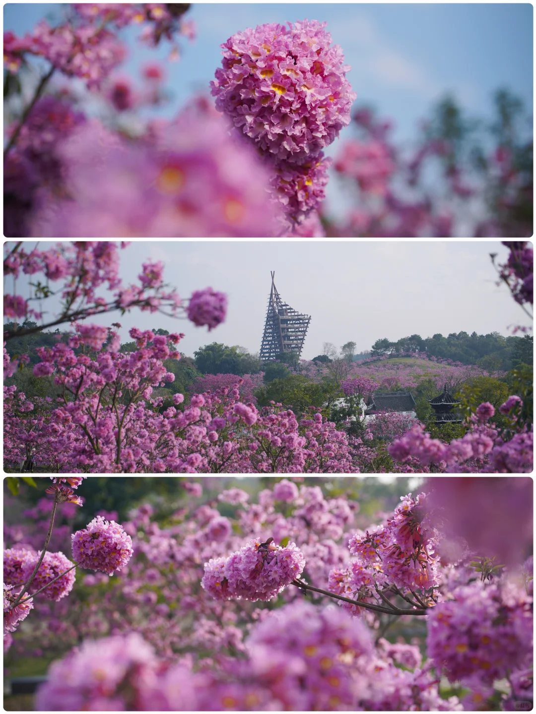 日落紫风铃花海，“紫”醉金迷的梦！