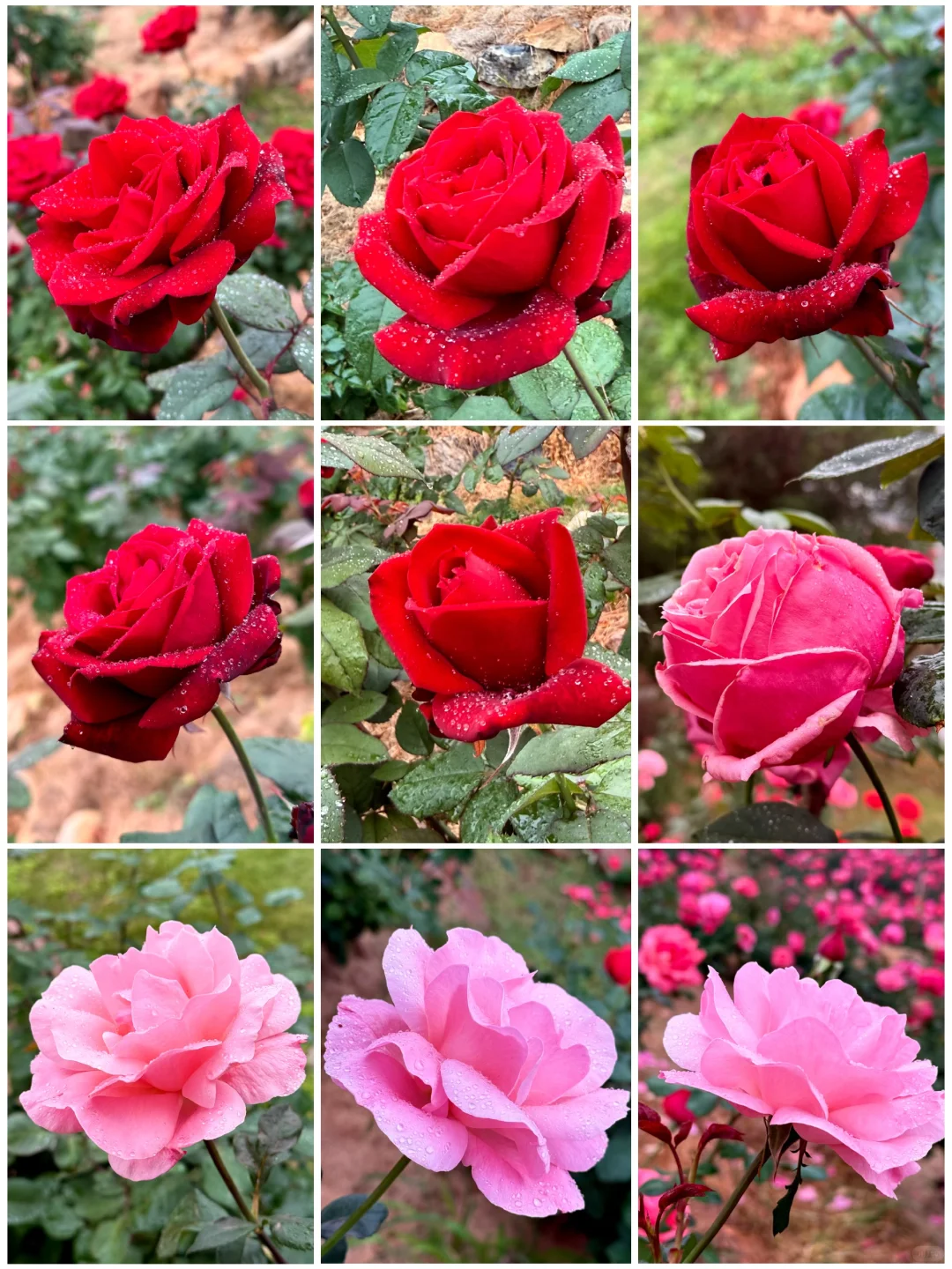 12.12青秀山实况：樱花园月季花开了绝美～