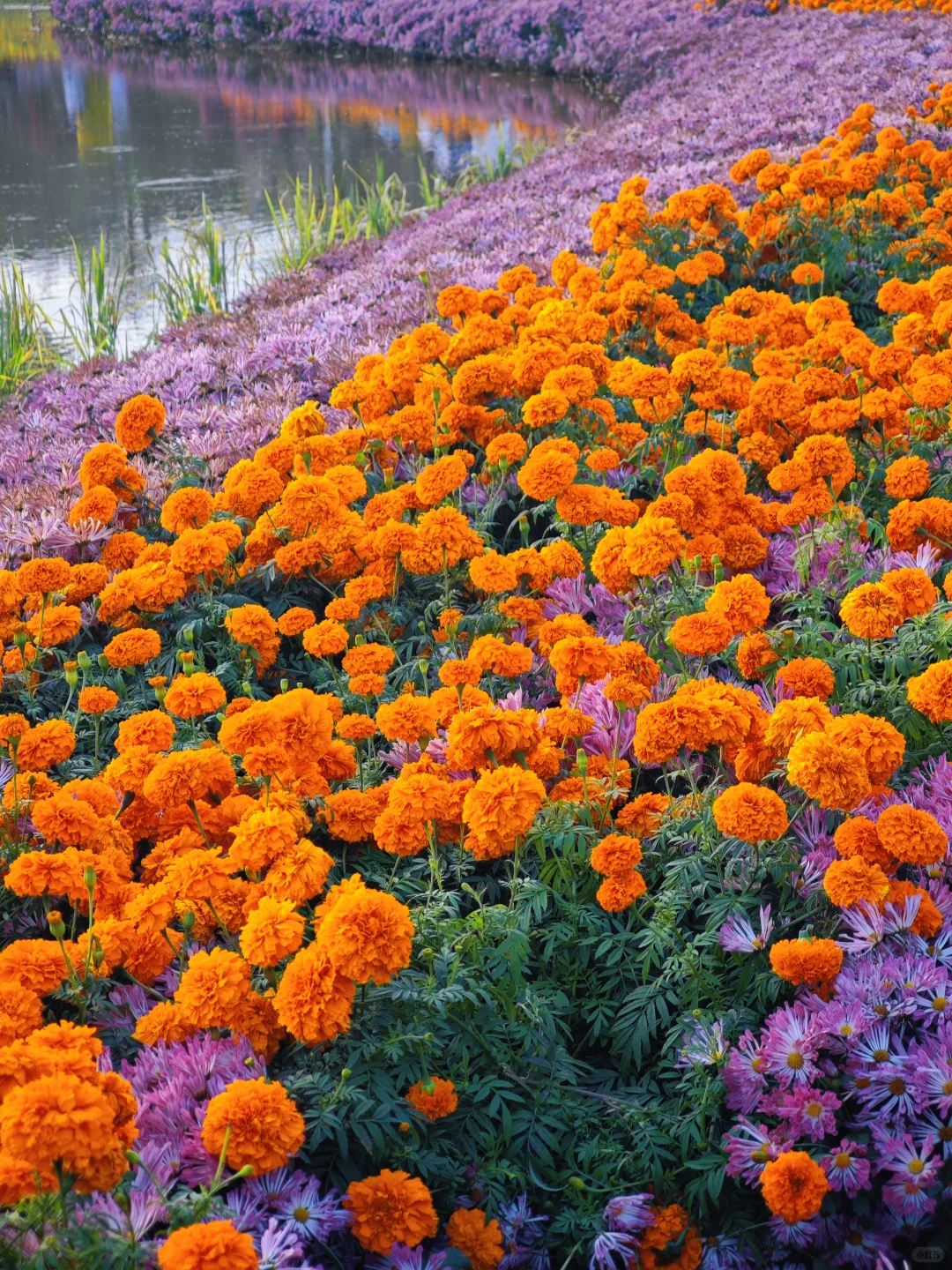 感觉一半的南宁人都去了青秀山