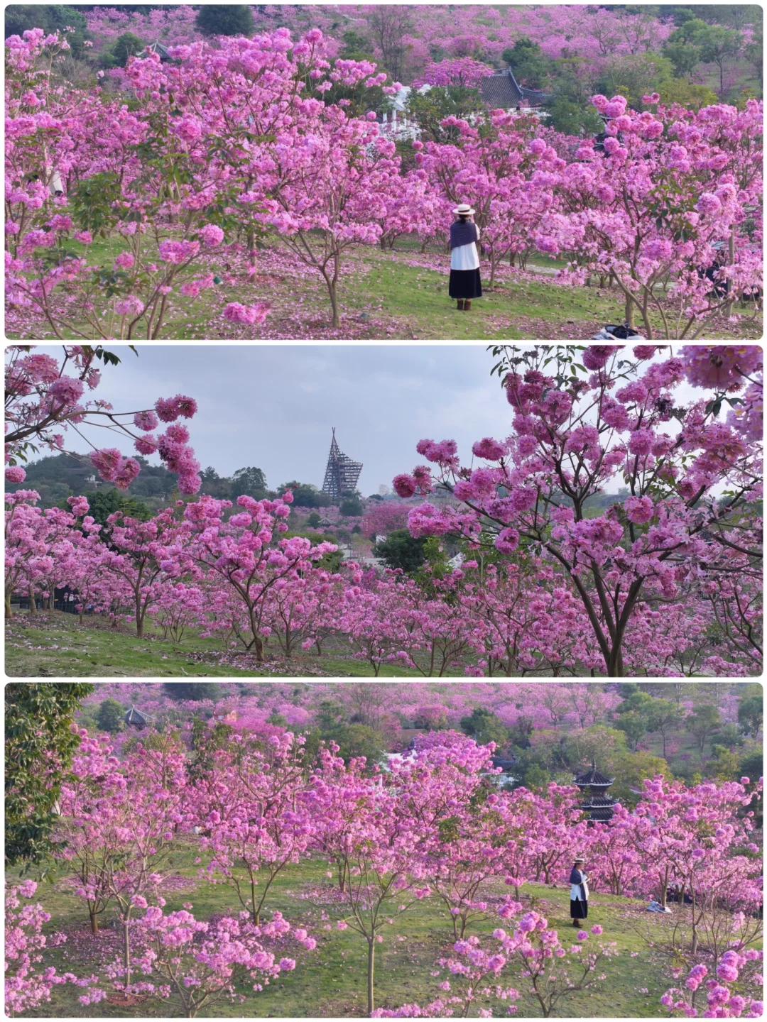 日落紫风铃花海，“紫”醉金迷的梦！