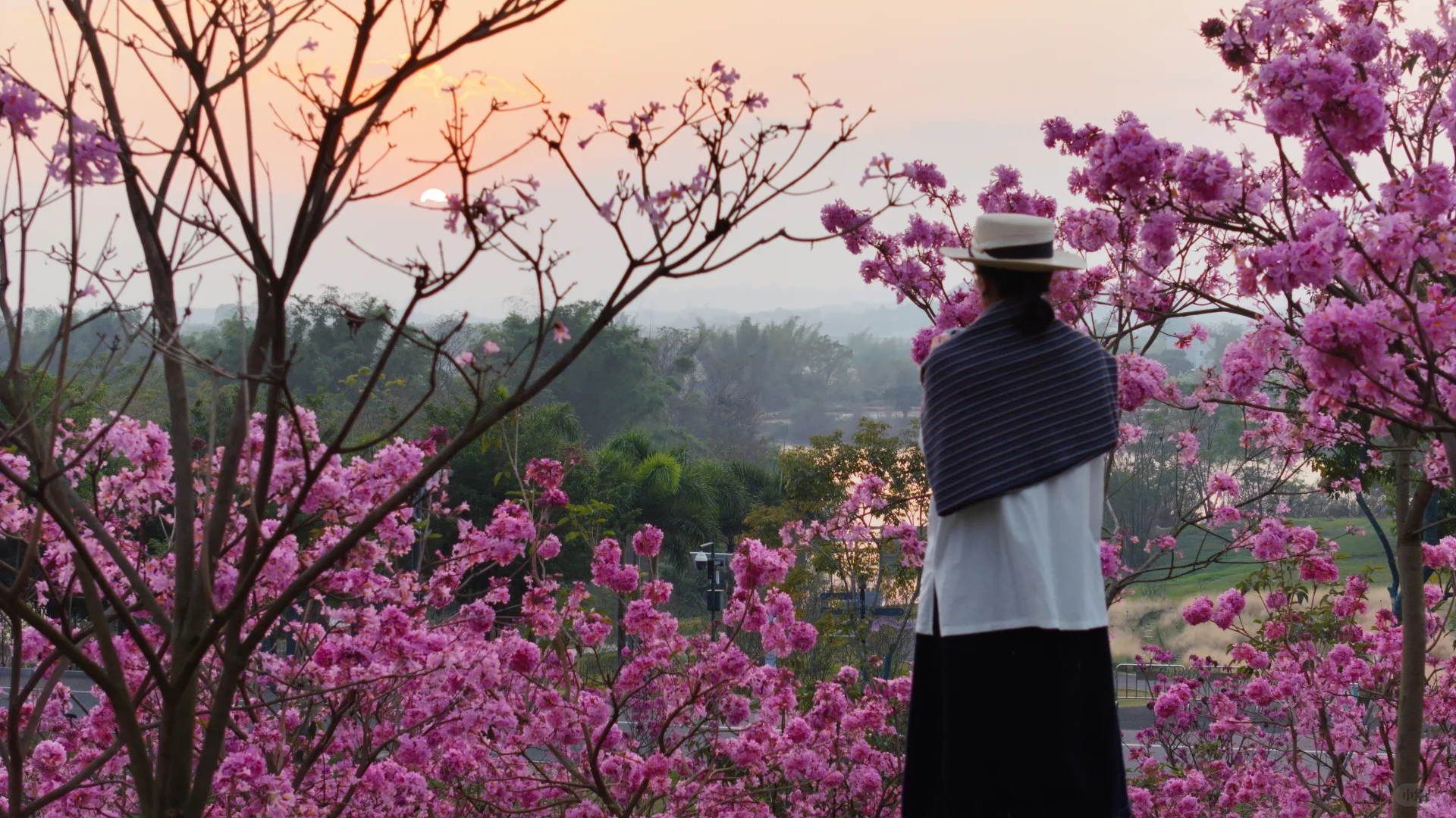 日落紫风铃花海，“紫”醉金迷的梦！