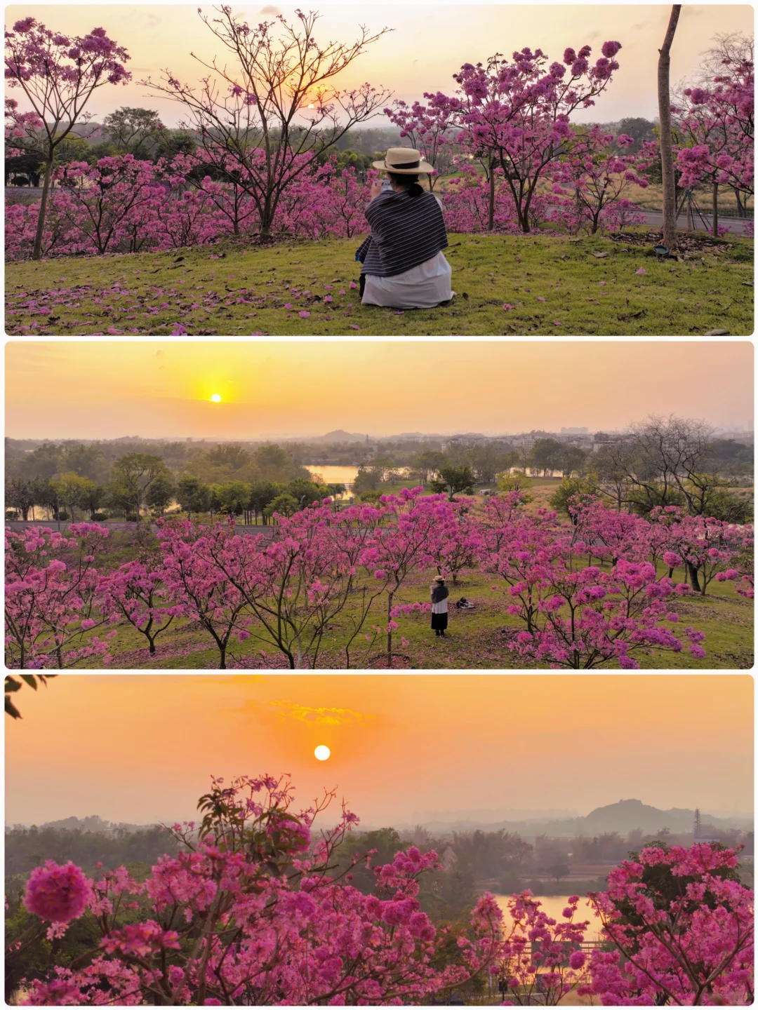 日落紫风铃花海，“紫”醉金迷的梦！