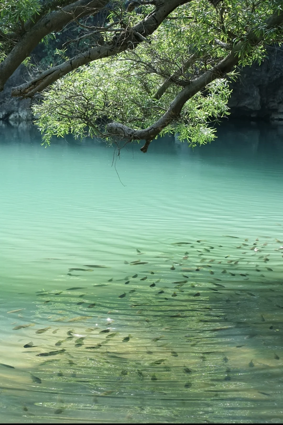 柳州/龙潭公园拍照打卡