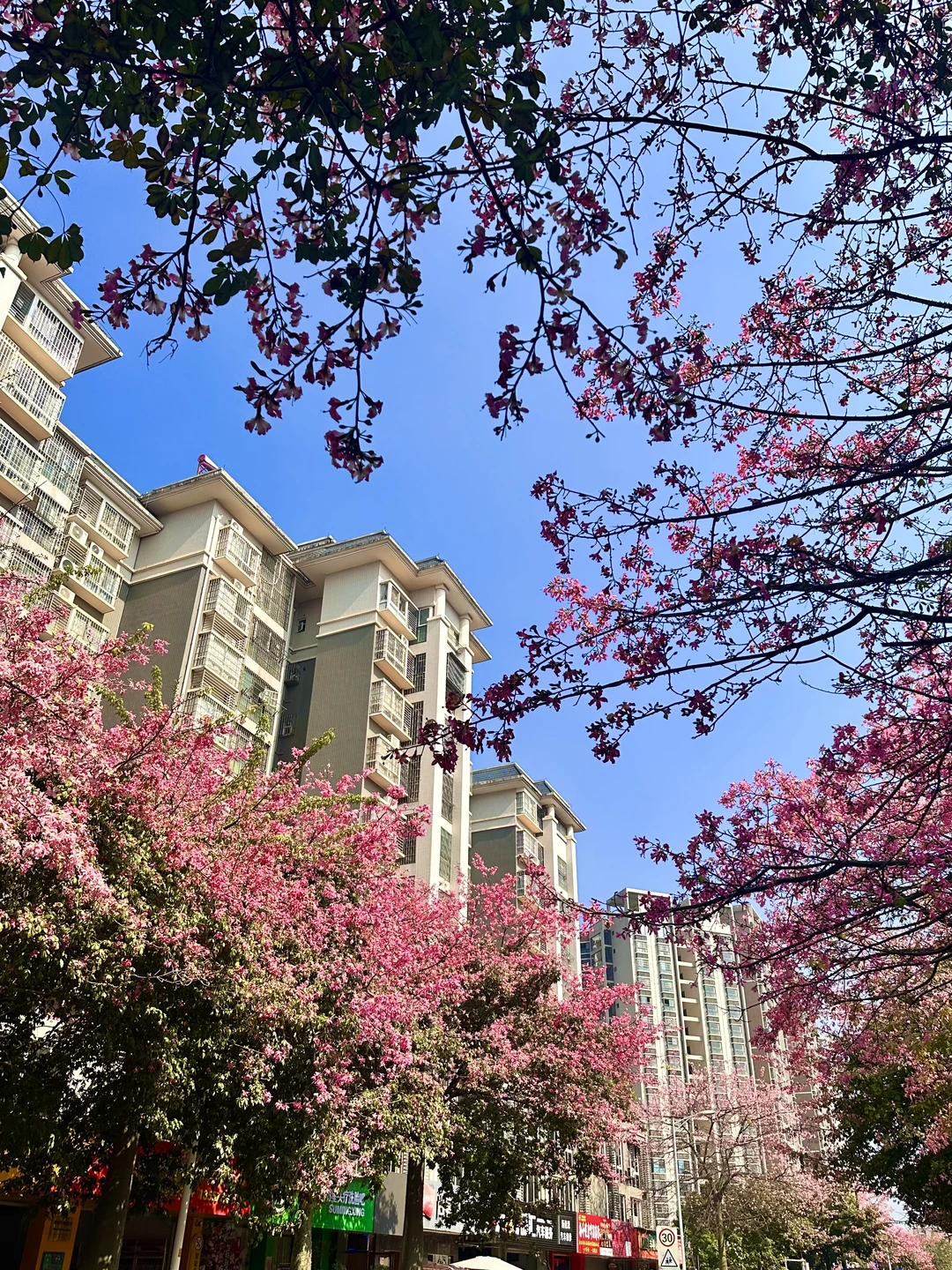 12月份的柳州。。。好美的木棉花啊🌸