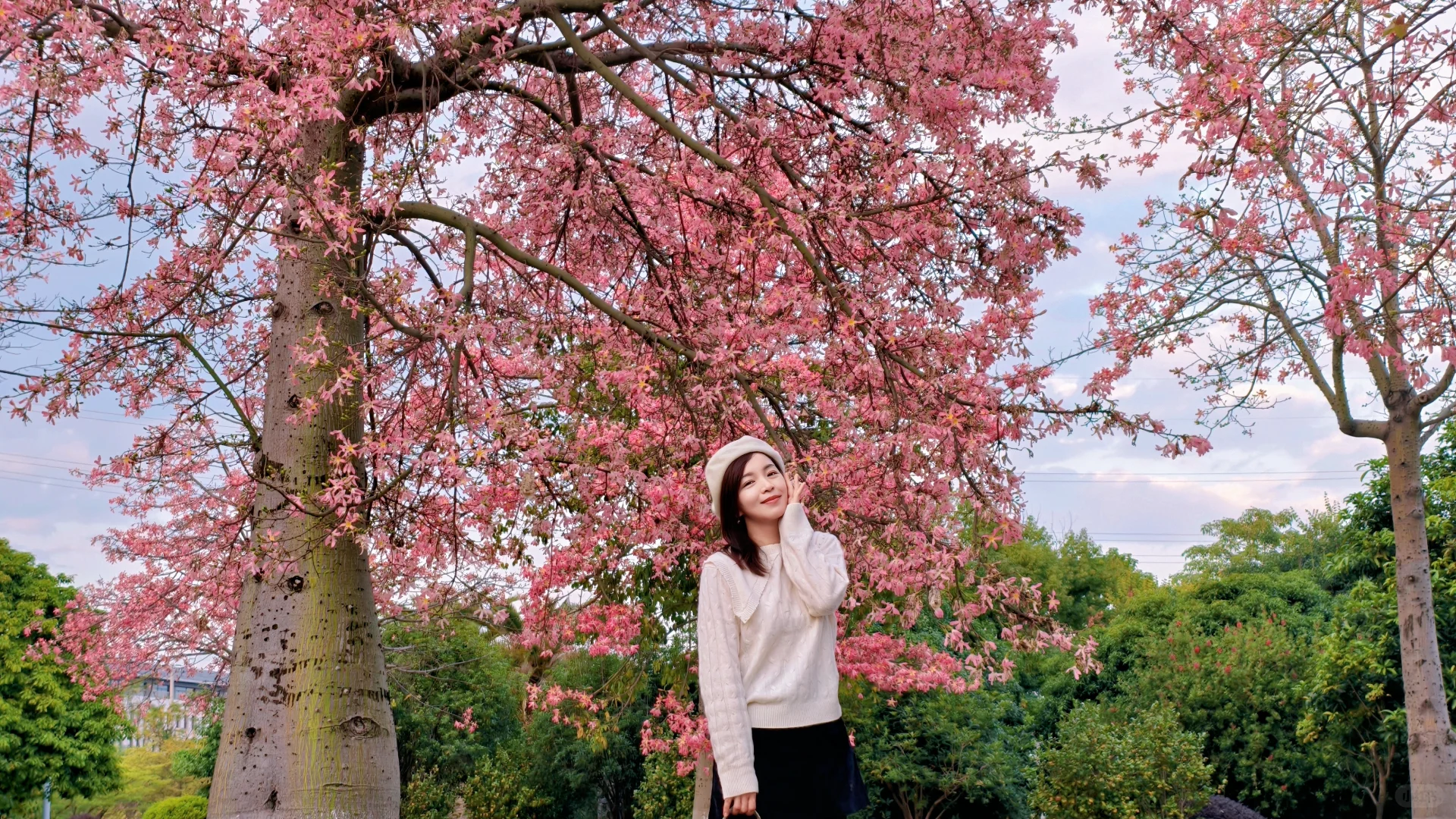 柳州的十二月是粉色的