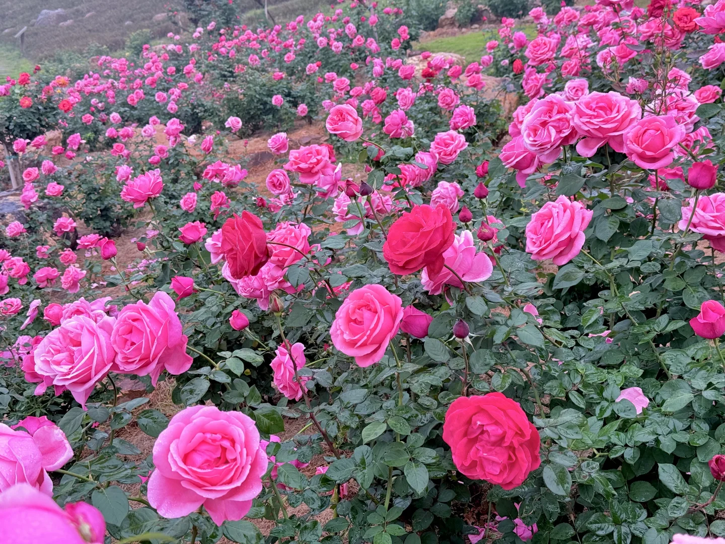 12.12青秀山实况：樱花园月季花开了绝美～