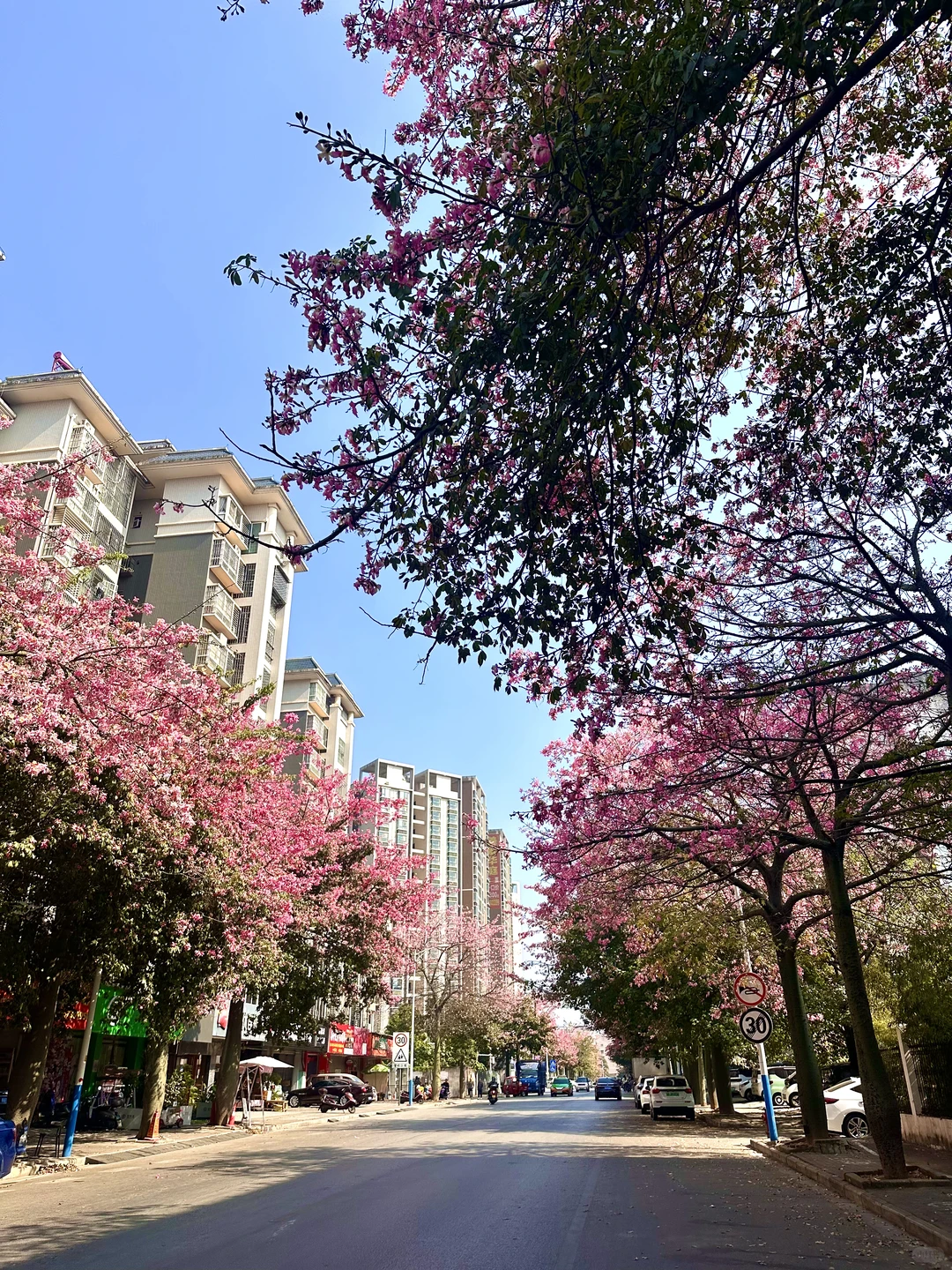 12月份的柳州。。。好美的木棉花啊🌸