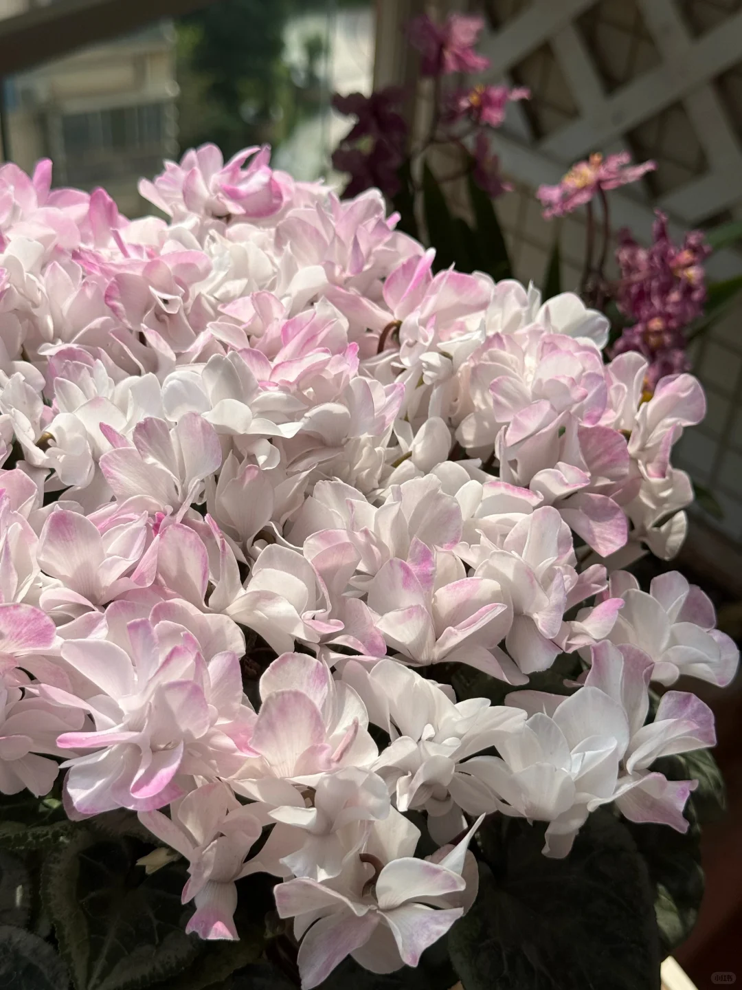 10倍花量爆发！聊一聊仙客来要如何促花