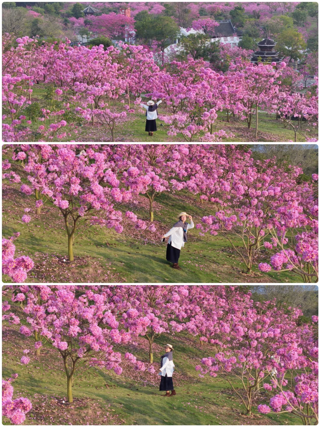 日落紫风铃花海，“紫”醉金迷的梦！