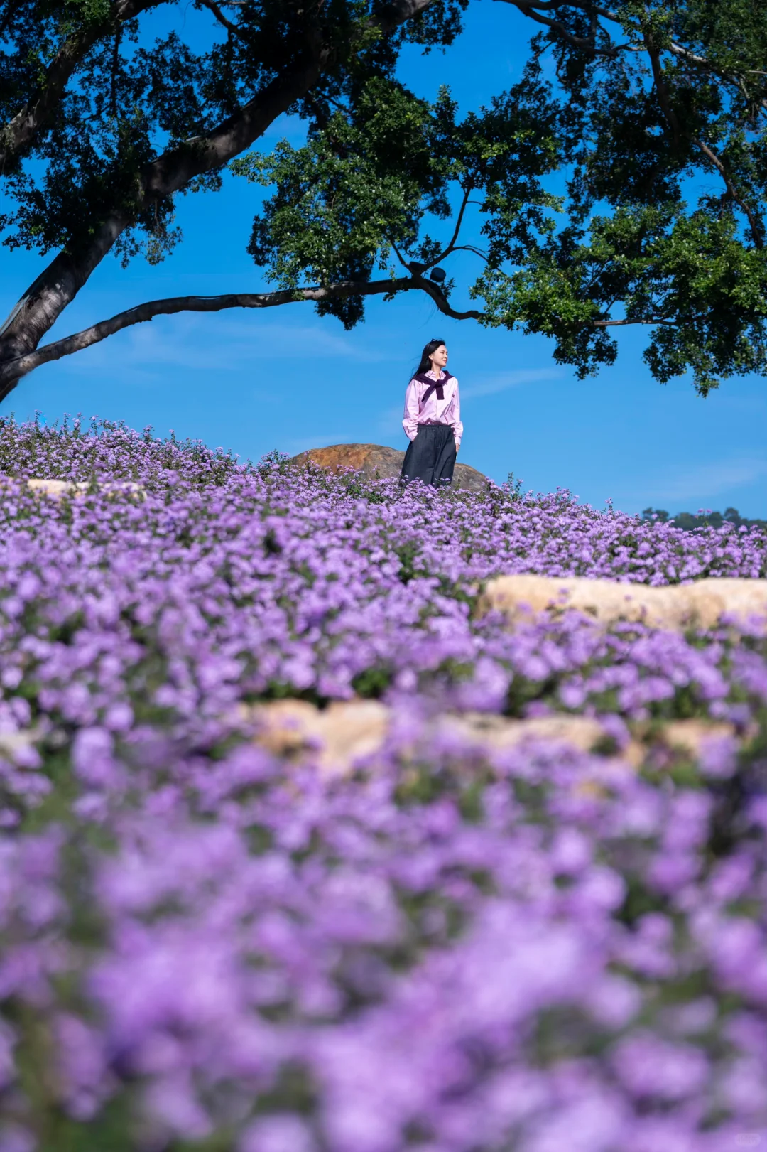 在南方，我闯入了莫奈的冬日花园💜紫色浪漫