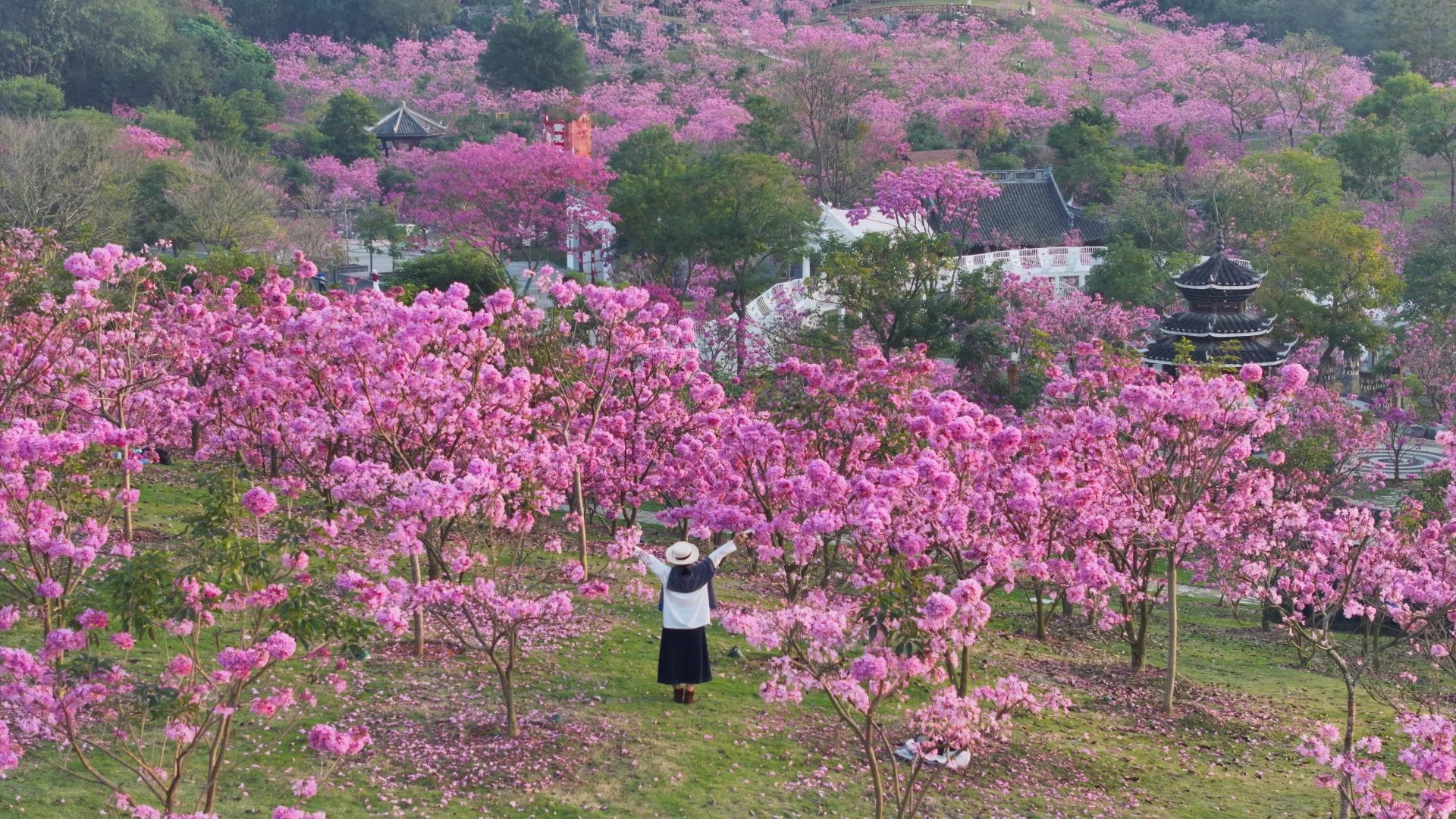 日落紫风铃花海，“紫”醉金迷的梦！