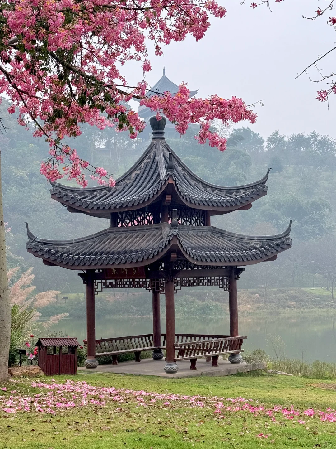 12.12青秀山实况：樱花园月季花开了绝美～